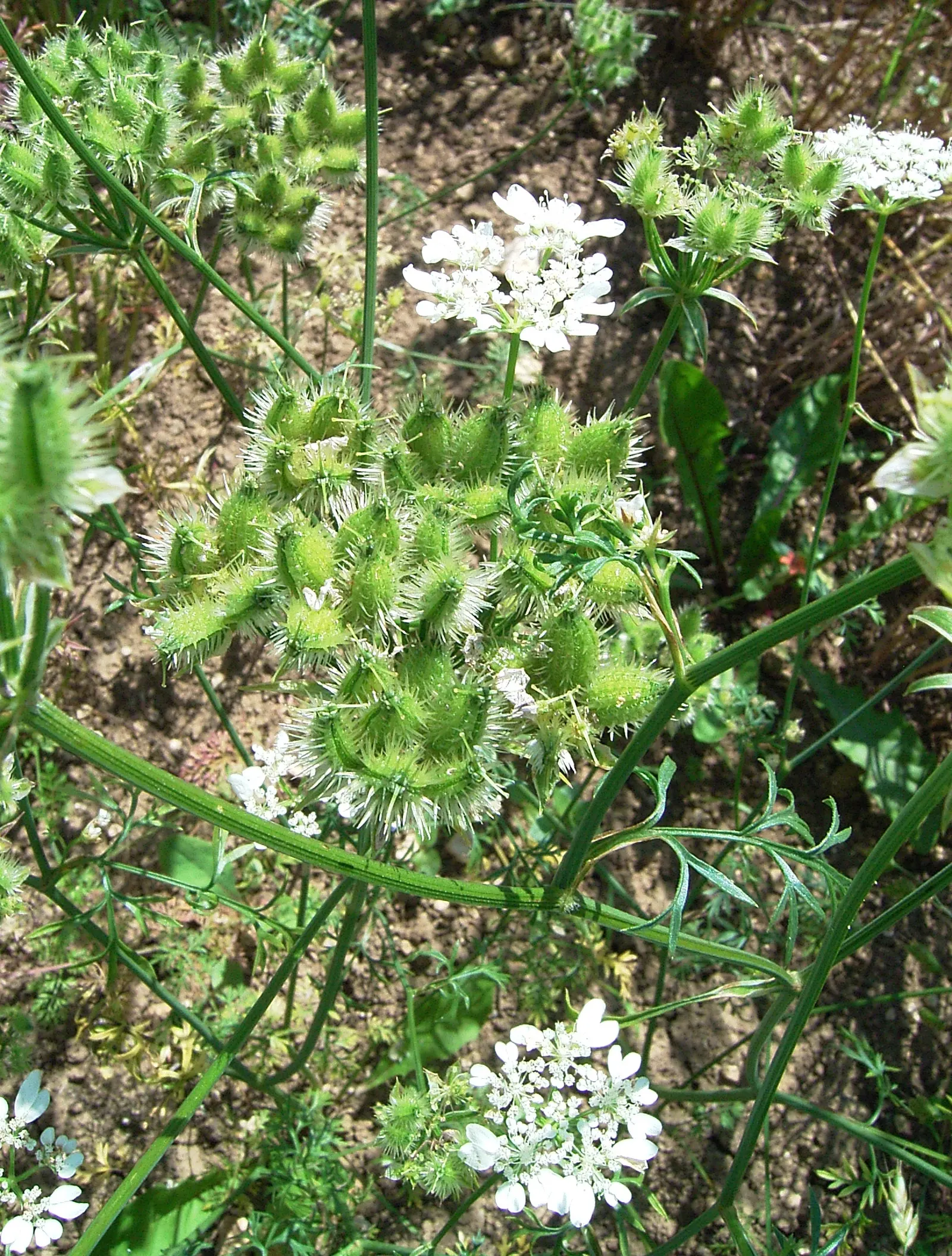 White Lace Flower (Orlaya Grandiflora) — with a spread of roughly 9 to 12 inches.<br><br>Adapted for full sun to partial shade conditions; lacey, image 75