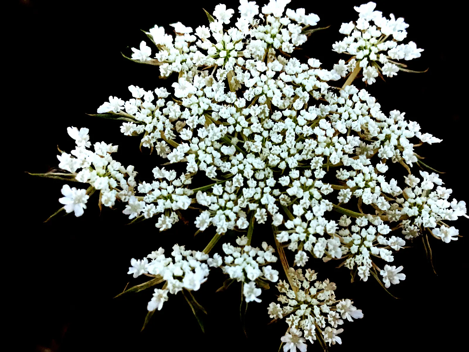 White Lace Flower (Orlaya Grandiflora) — incorporating Orlaya grandiflora provides both an aesthetic appeal and ecological benefit