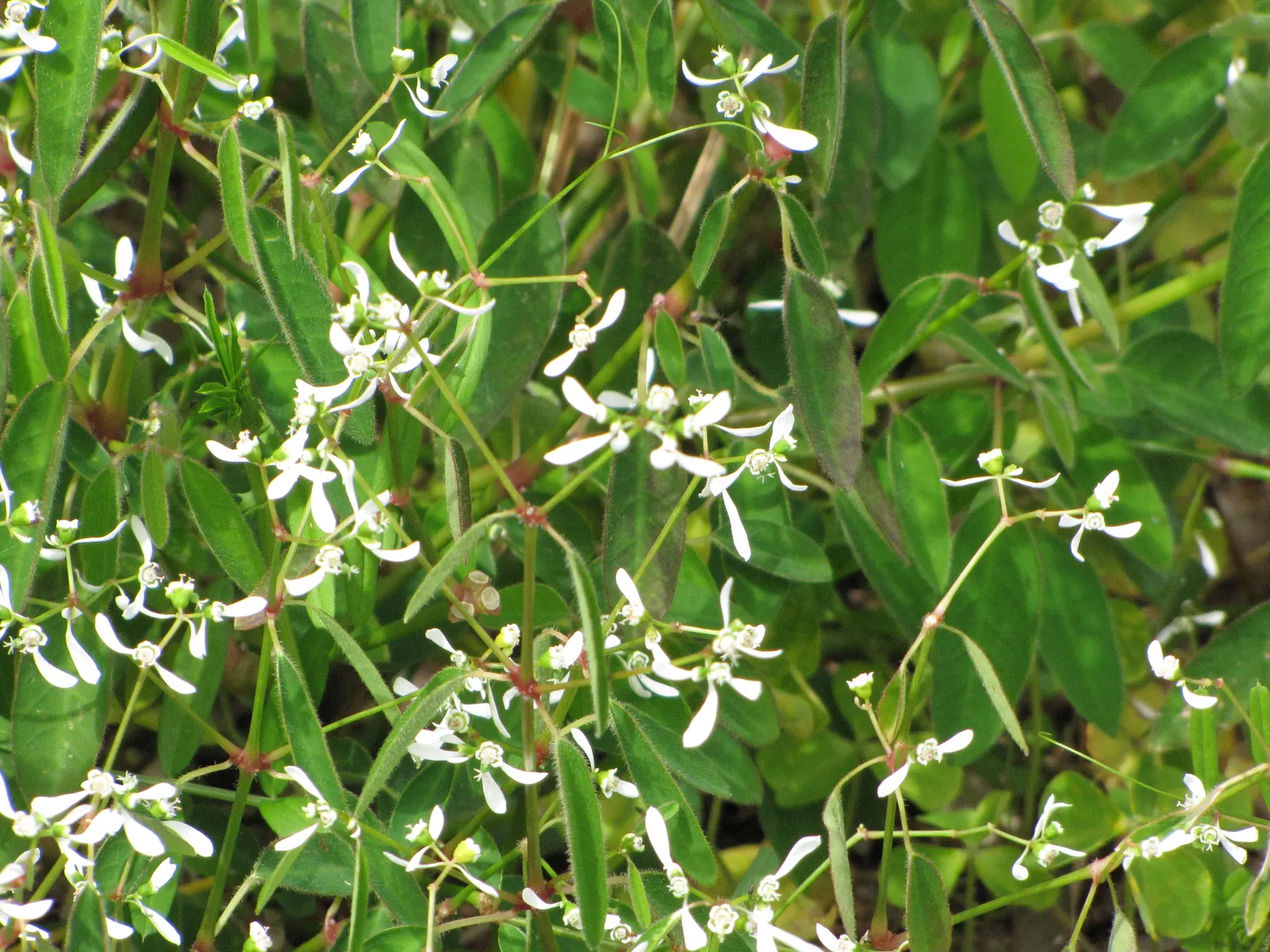 White Lace Flower (Orlaya Grandiflora) — it exhibits a preference for those that are fertile and humus-rich