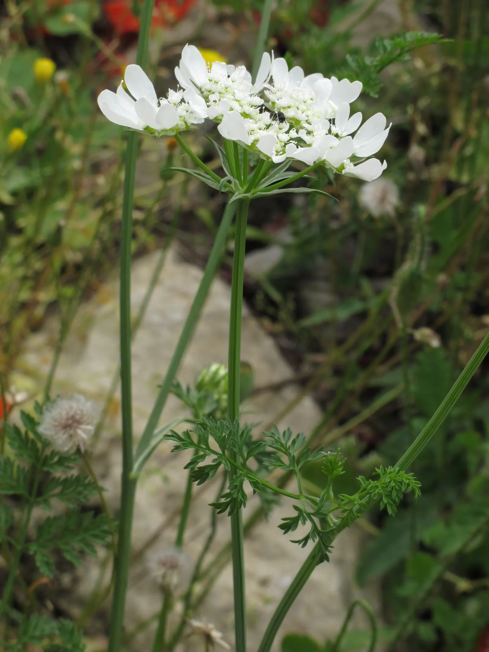 White Lace Flower (Orlaya Grandiflora) — low-fuss addition to any garden space