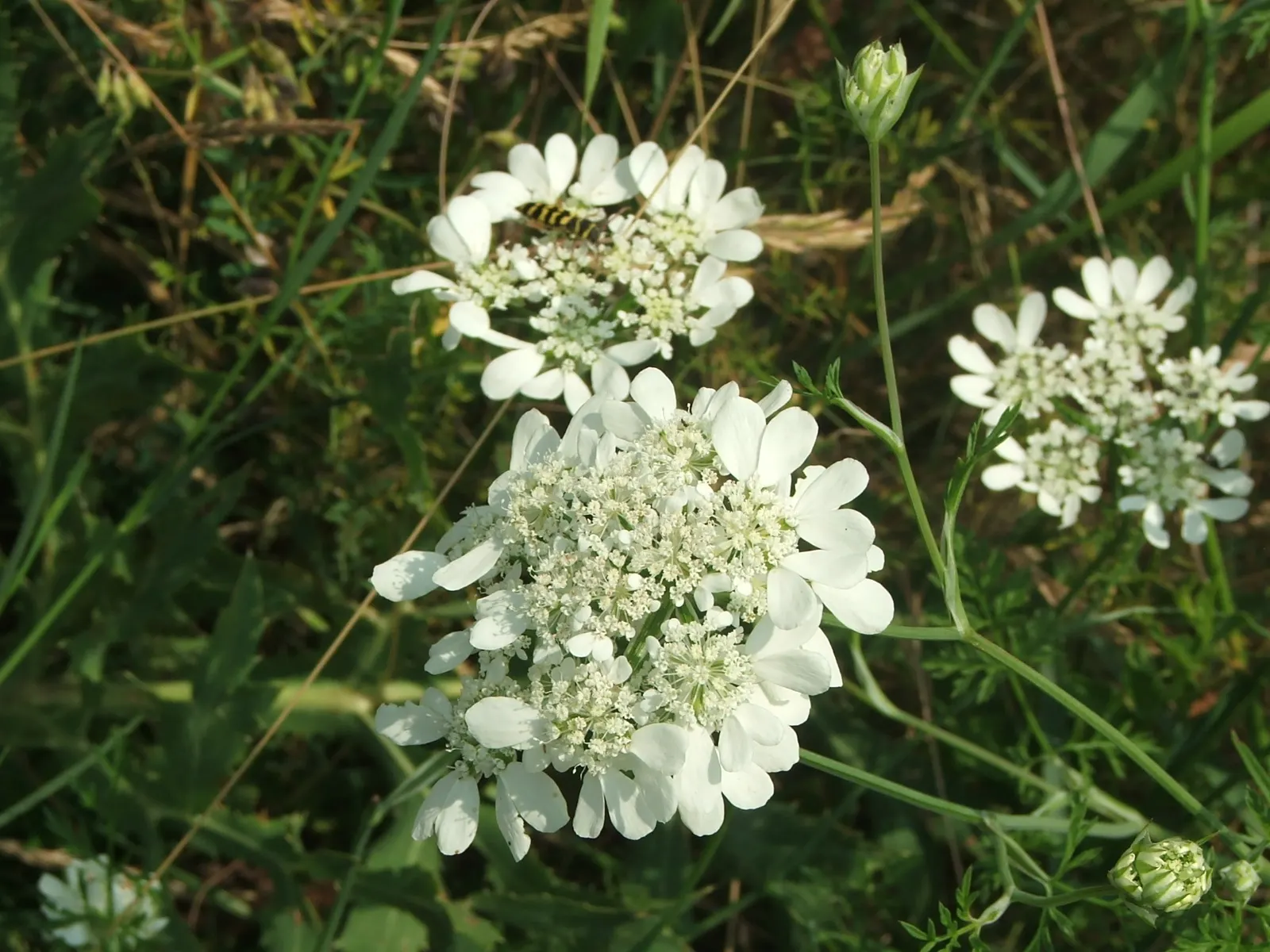 White Lace Flower (Orlaya Grandiflora) — Typically reaching 18-24 inches in height and 12-18 inches in spread; fern-like foliage and striking, image 62