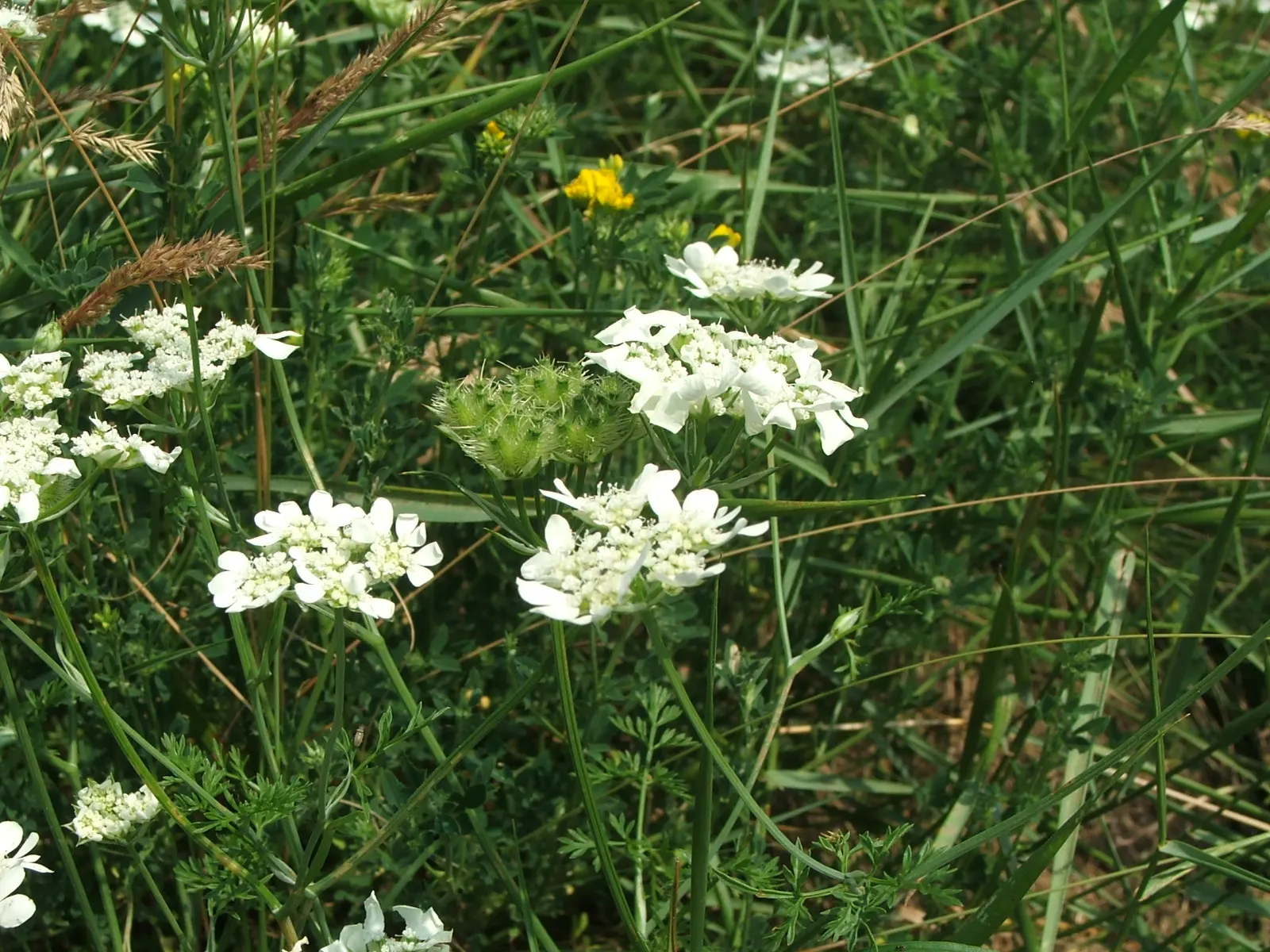 White Lace Flower (Orlaya Grandiflora) — annual for full or half; low-fuss addition to any garden space
