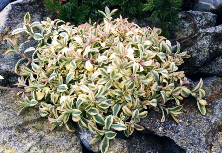 Variegated Rock Campion (Silene Uniflora 'Druett's Variegated') — it's perfect as a rock garden specimen or border accent