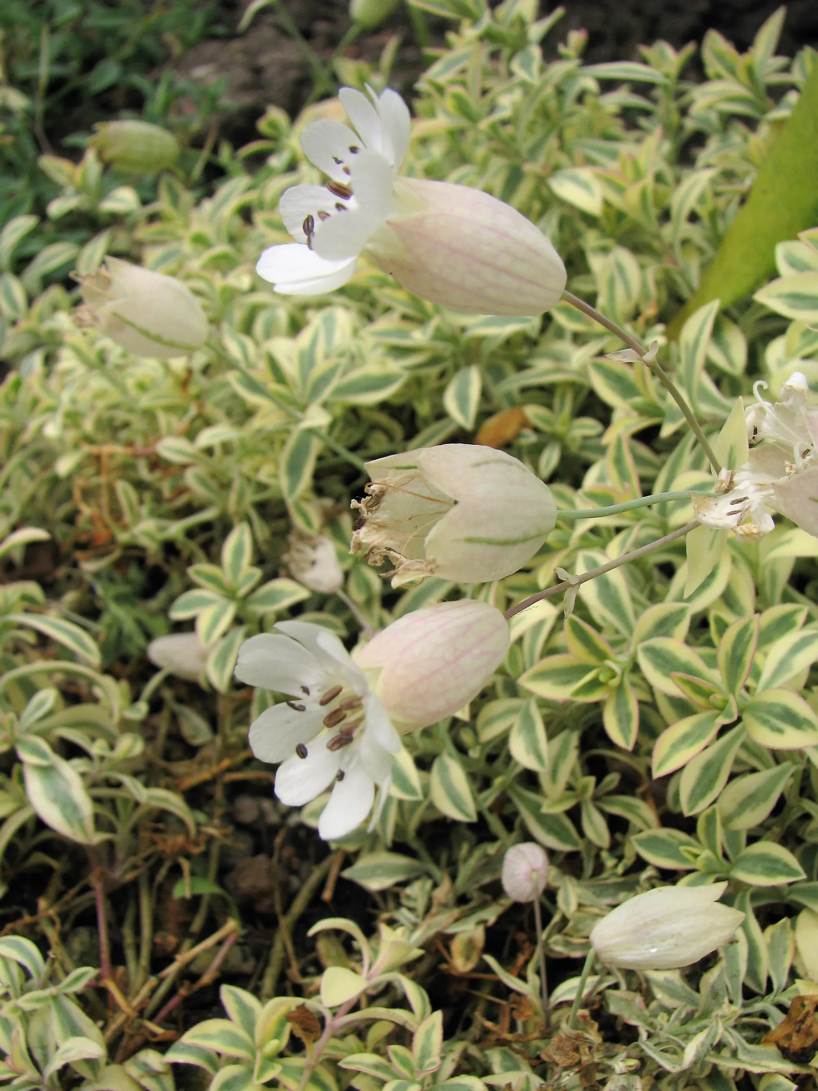 Variegated Rock Campion (Silene Uniflora 'Druett's Variegated') — This ornamental perennial bears striking variegated foliage