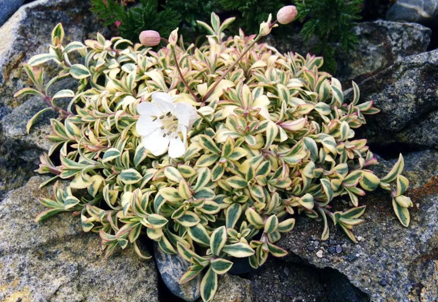 Variegated Rock Campion (Silene Uniflora 'Druett's Variegated') — Blooming from late spring to summer, it adds a delicate charm to coastal or cottage-style