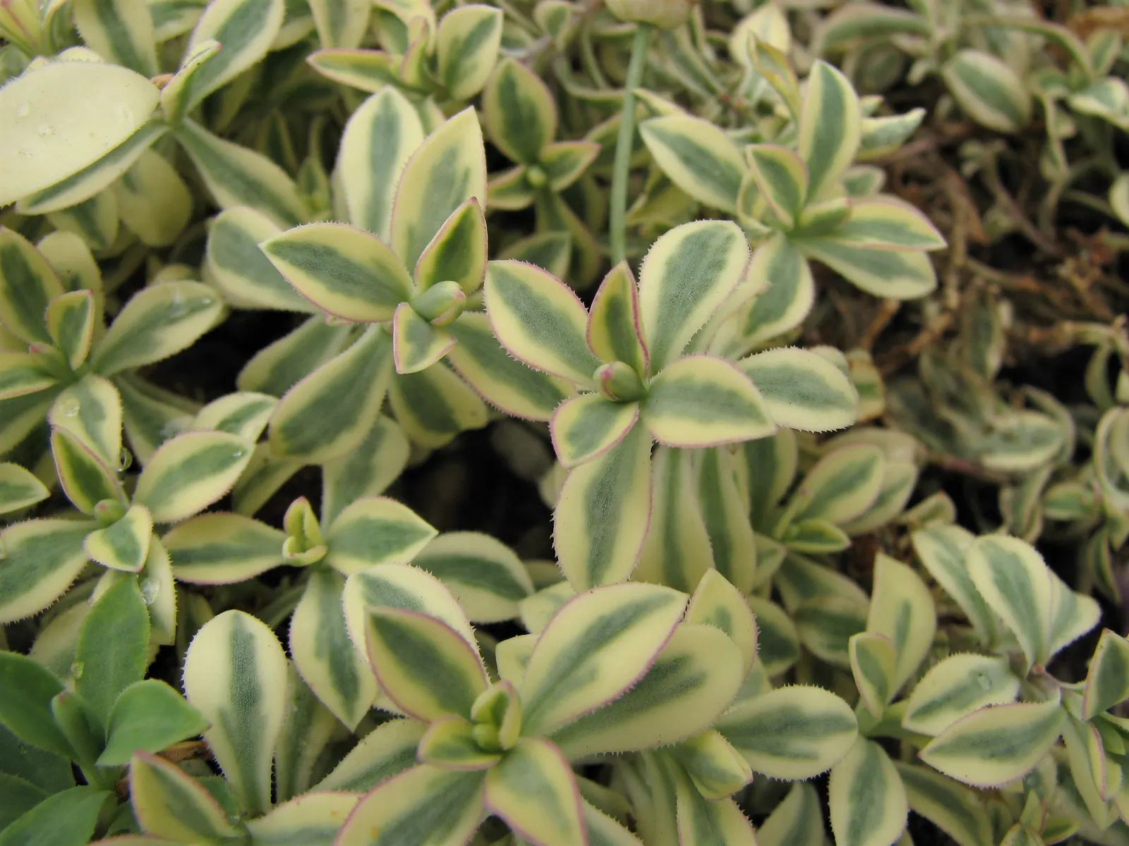 Variegated Rock Campion (Silene Uniflora 'Druett's Variegated') — presents a delightful addition to any coastal or rock garden setting