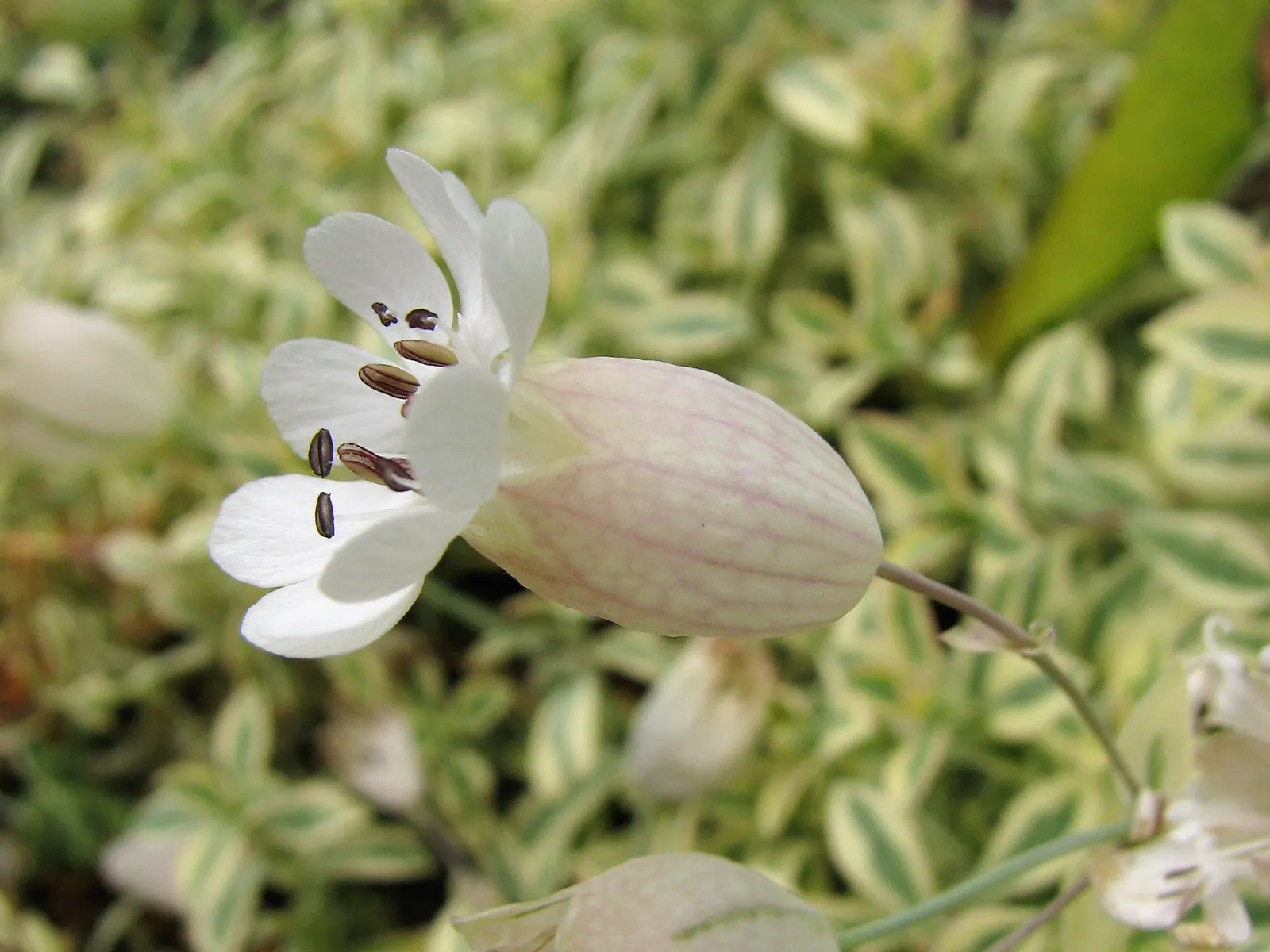 Variegated Rock Campion (Silene Uniflora 'Druett's Variegated') — This perennial reaches 6 inches in height and spreads up to 12 inches, thriving in USDA zones