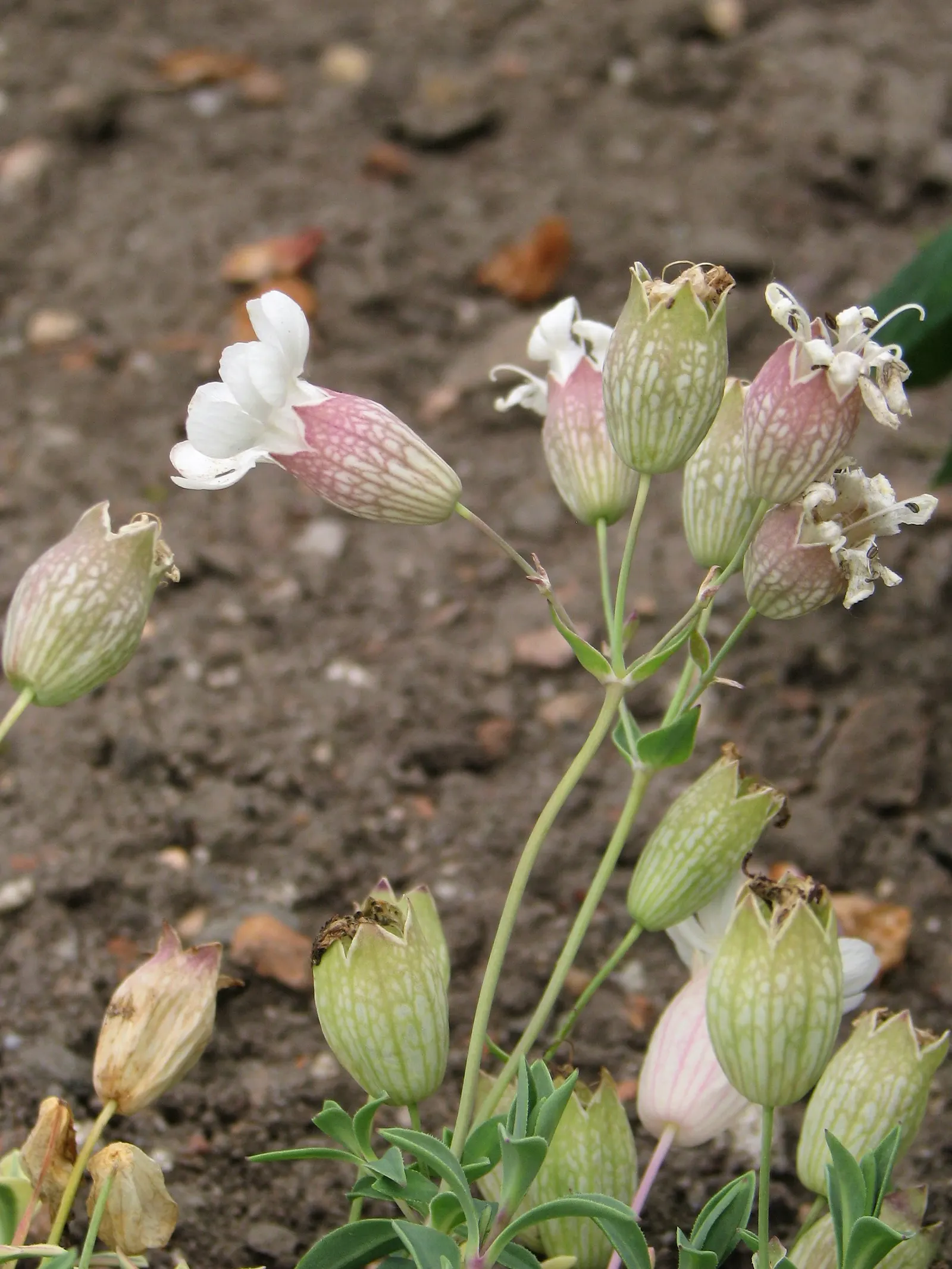 Variegated Rock Campion (Silene Uniflora 'Druett's Variegated') — Preferring well-drained soil and full sun to partial shade