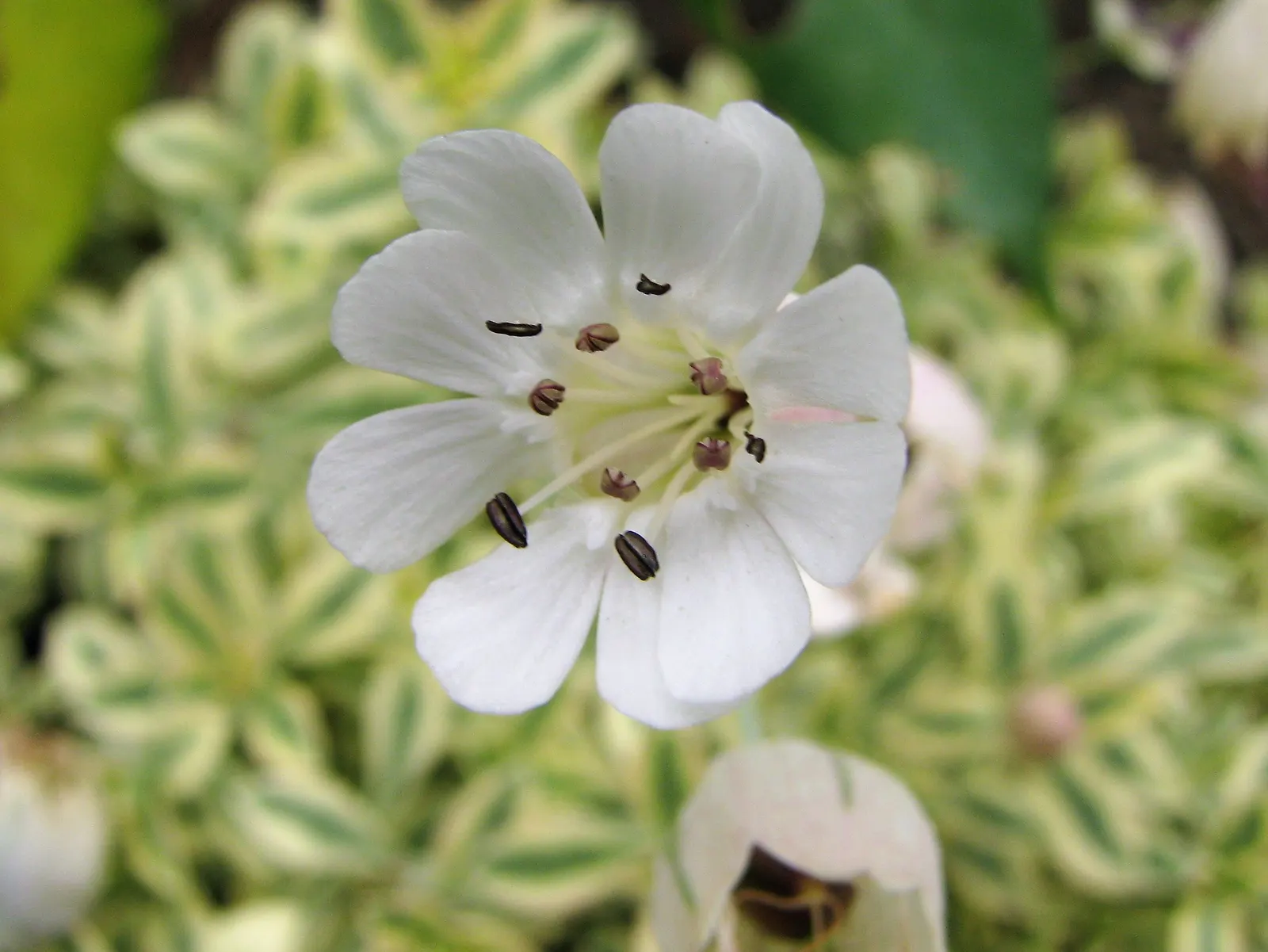 Variegated Rock Campion (Silene Uniflora 'Druett's Variegated') — scientifically named Silene uniflora 'Druett's Variegated'