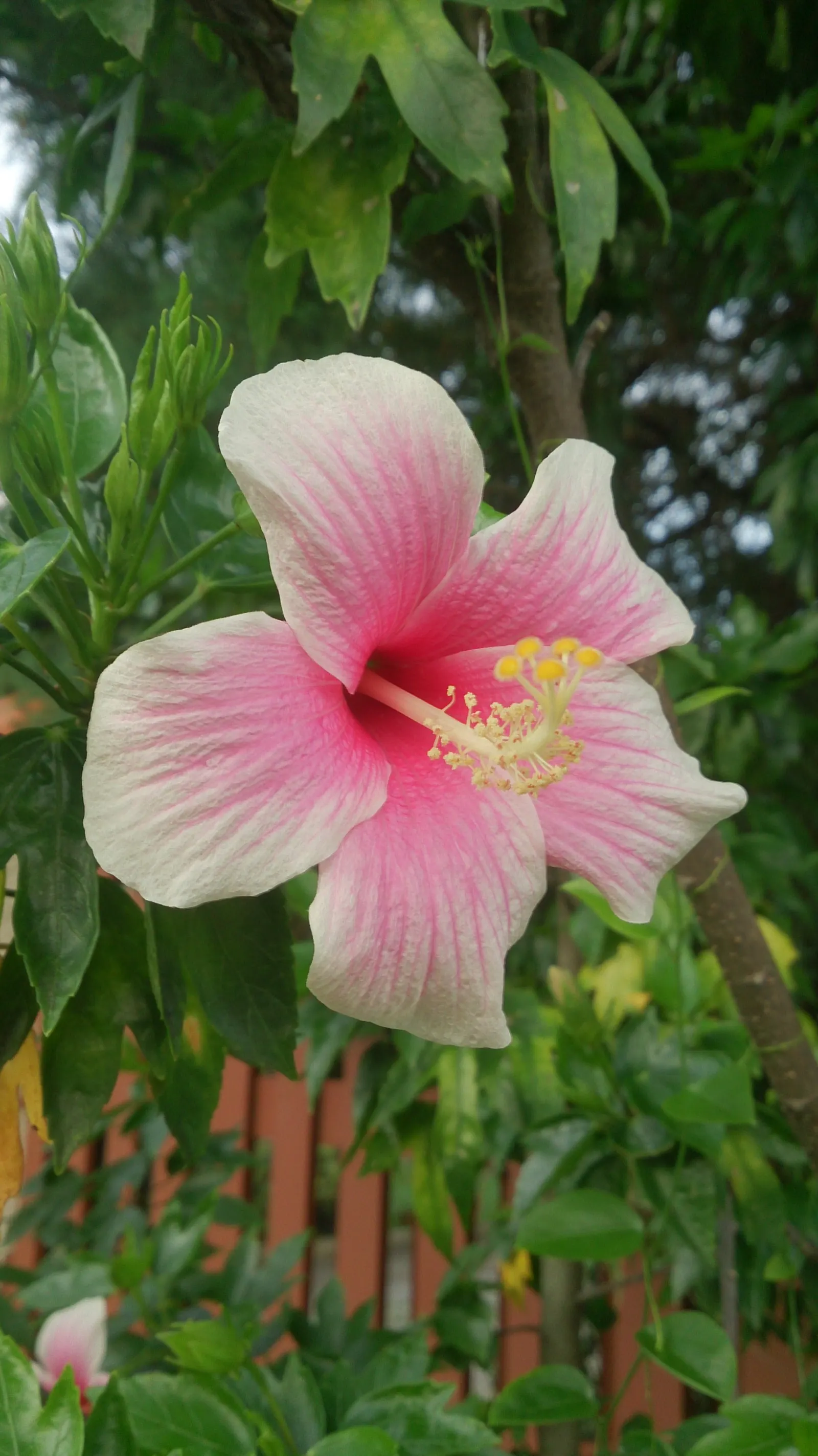 Fiji Hibiscus (Hibiscus Syriacus 'Minispot') — emphasize the Fiji Hibiscus' low maintenance needs