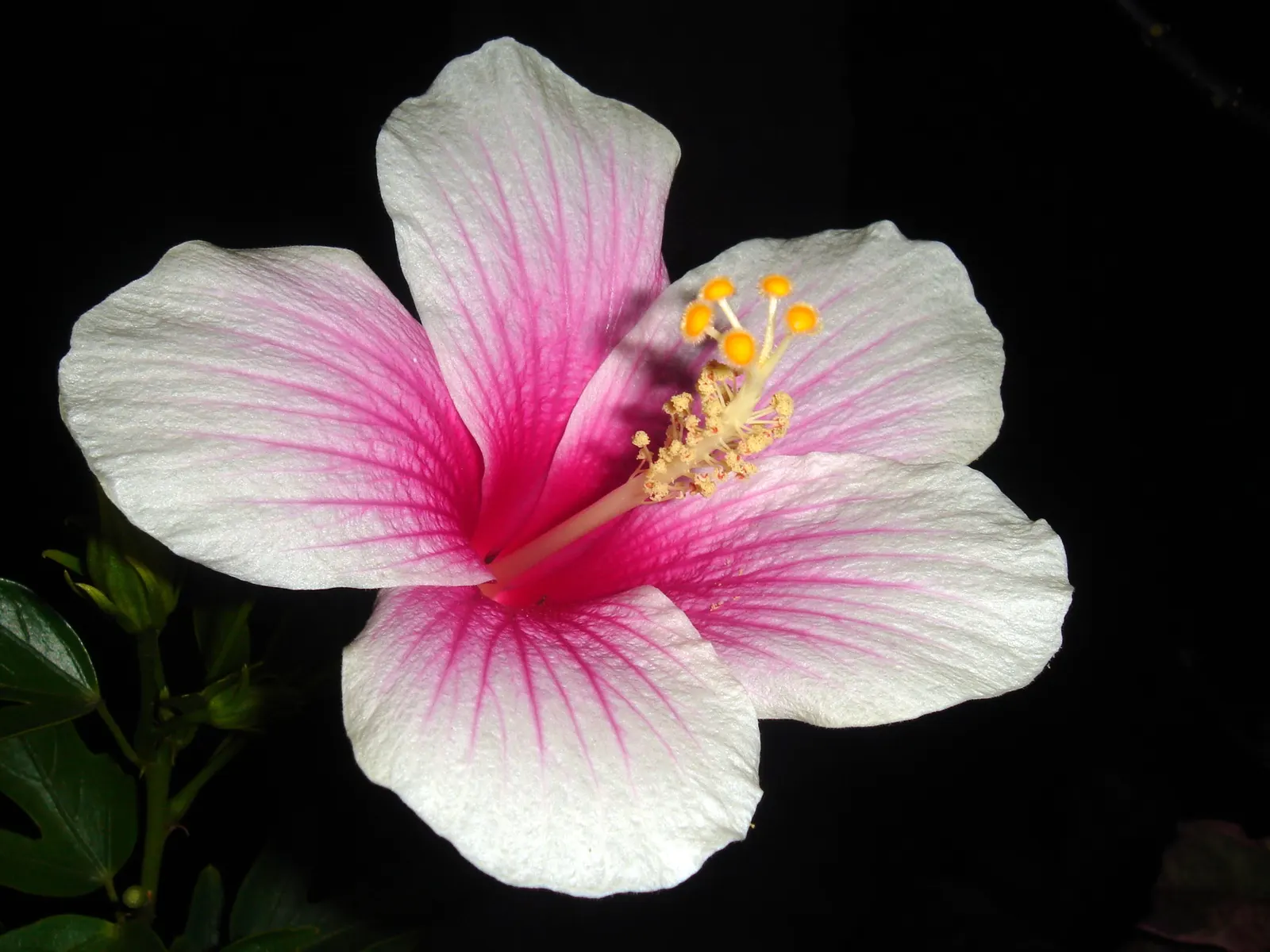 Fiji Hibiscus (Hibiscus Syriacus 'Minispot') — Hardy in USDA zones 5 to 8