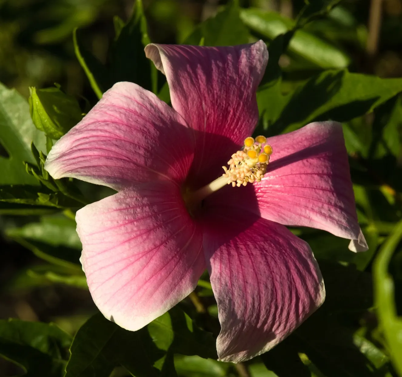 Fiji Hibiscus (Hibiscus Syriacus 'Minispot') — It boasts large, single blossoms with a bold magenta heart and soft pink petals
