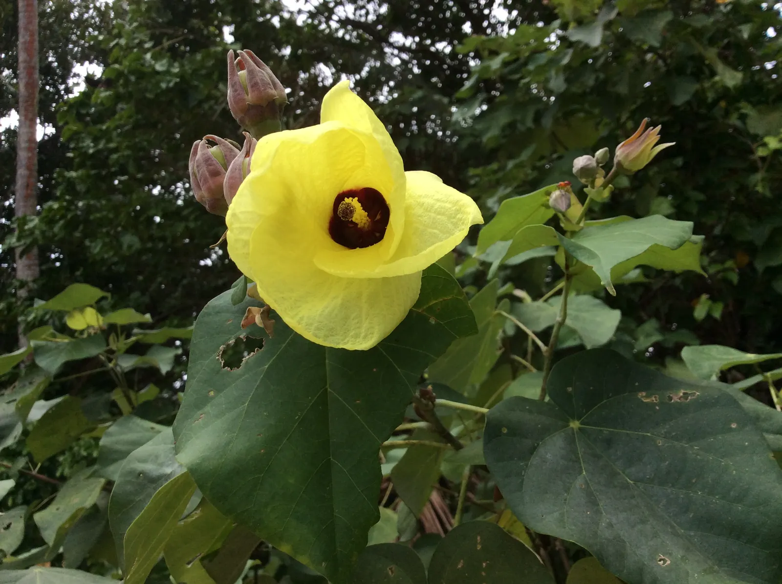 Fiji Hibiscus (Hibiscus Syriacus 'Minispot') — Hardy in USDA zones 5 through 8, this shrub can withstand winter temperatures as low as -20&deg;F to -10&deg;F
