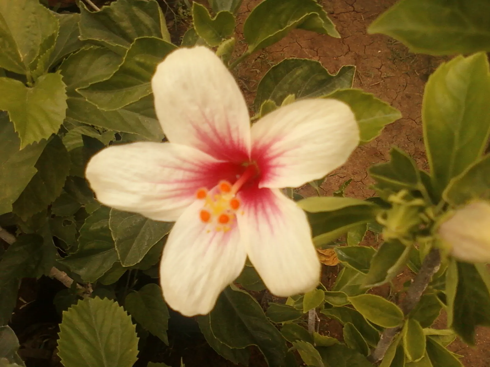 Fiji Hibiscus (Hibiscus Syriacus 'Minispot') — blooming profusely in late summer to early fall