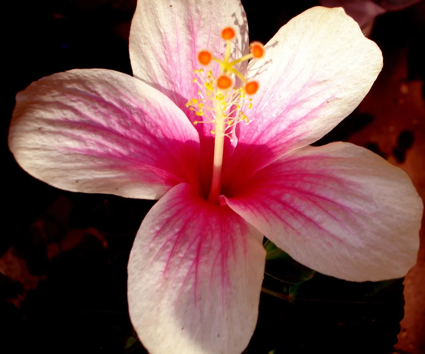Fiji Hibiscus (Hibiscus Syriacus 'Minispot') — Thriving in full sun, it reaches an average height and width of 5-8 feet, perfect for hedges or focal points