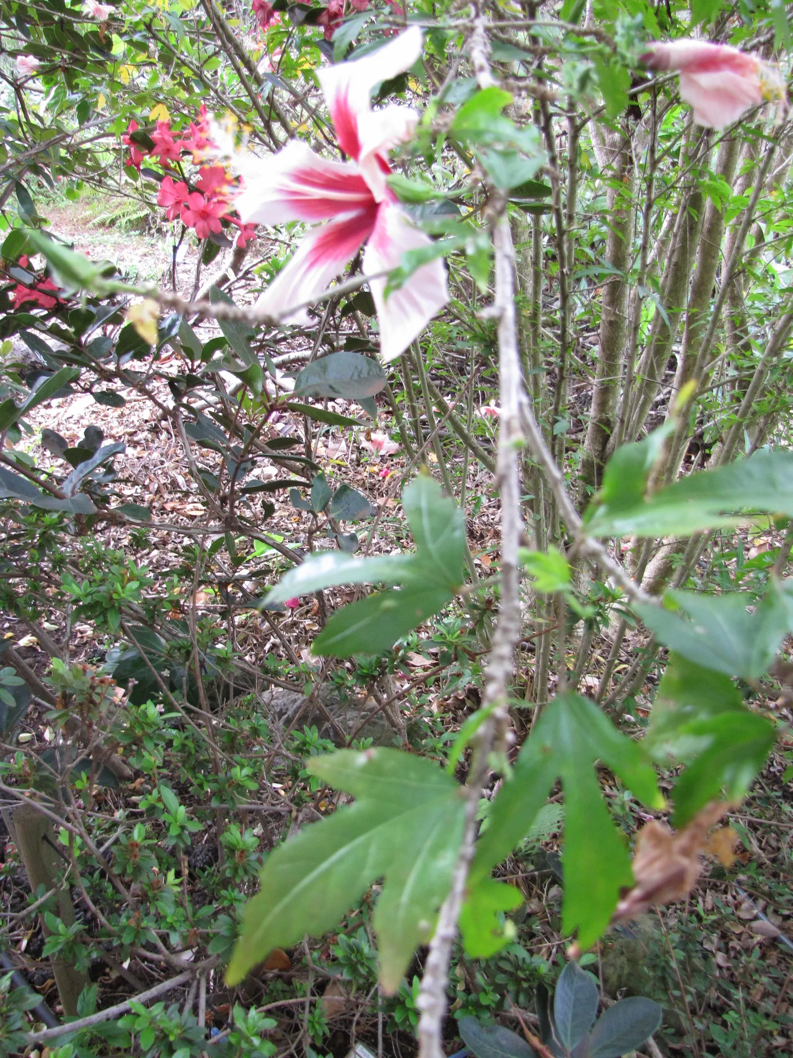 Fiji Hibiscus (Hibiscus Syriacus 'Minispot') — The Fiji Hibiscus, Hibiscus syriacus 'Minispot', is a vibrant, deciduous shrub