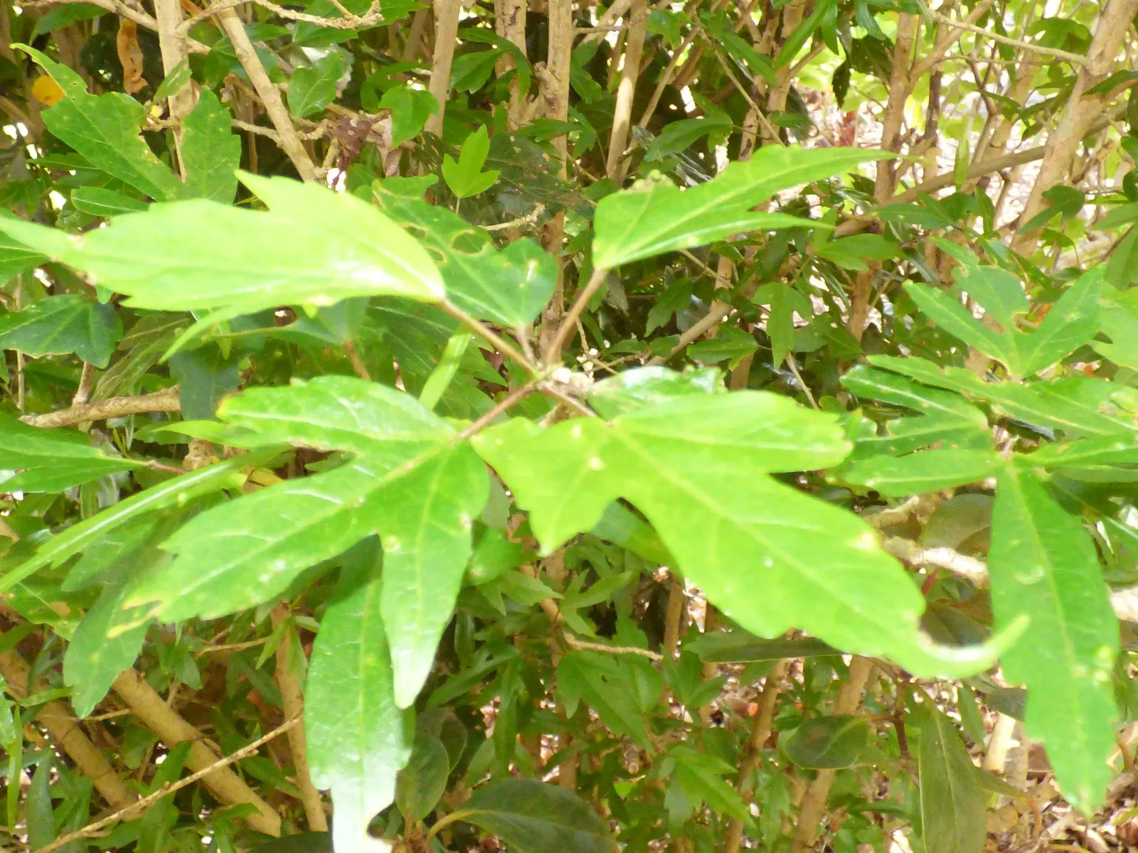Fiji Hibiscus (Hibiscus Syriacus 'Minispot') — making the plant a lively addition to an eco-friendly garden.<br><br>For optimum growth