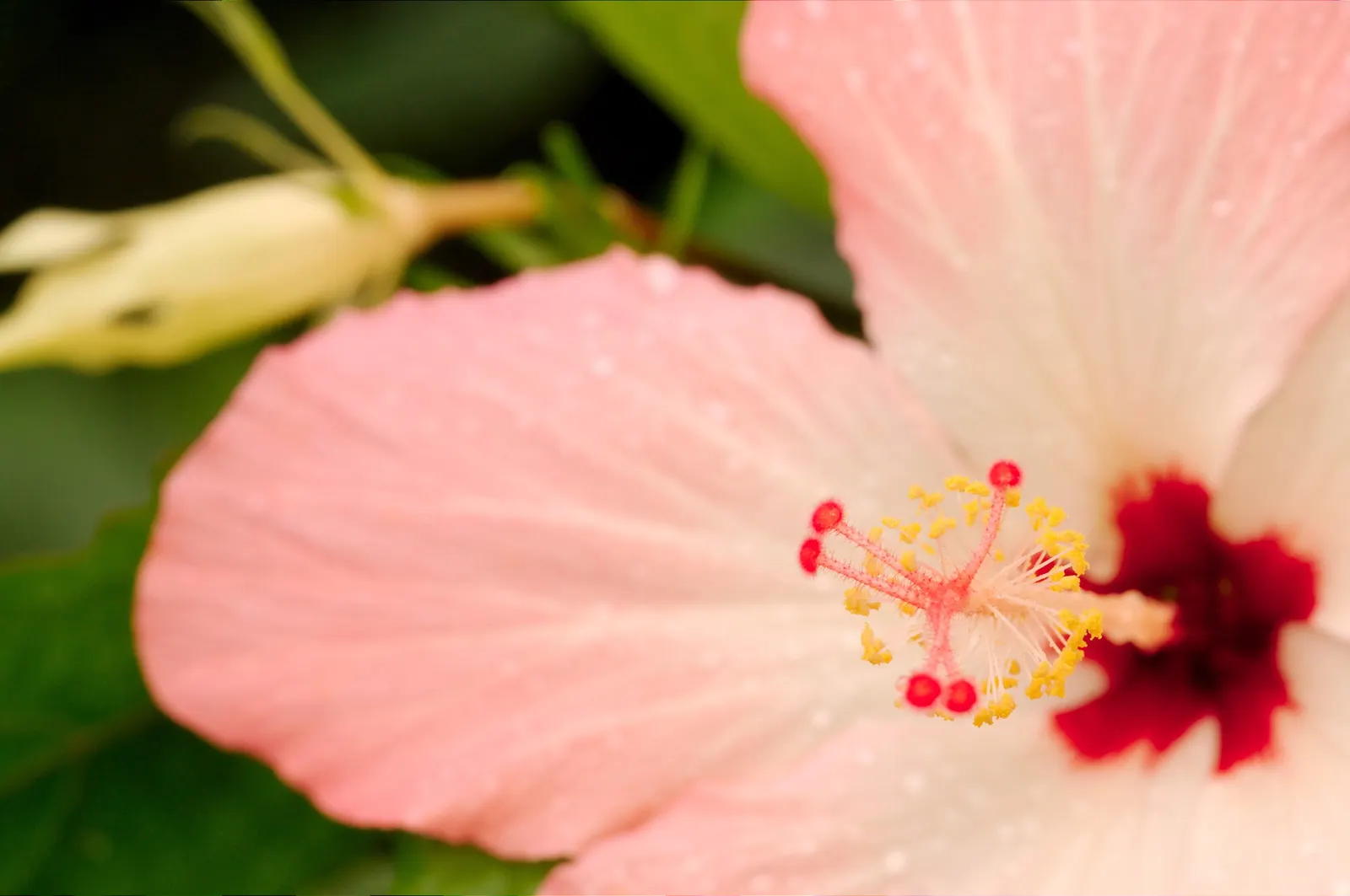Fiji Hibiscus (Hibiscus Syriacus 'Minispot') — the Fiji Hibiscus forms an upright