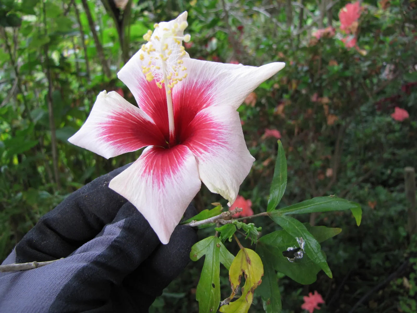 Fiji Hibiscus (Hibiscus Syriacus 'Minispot') — which grace the garden from mid-summer to early fall