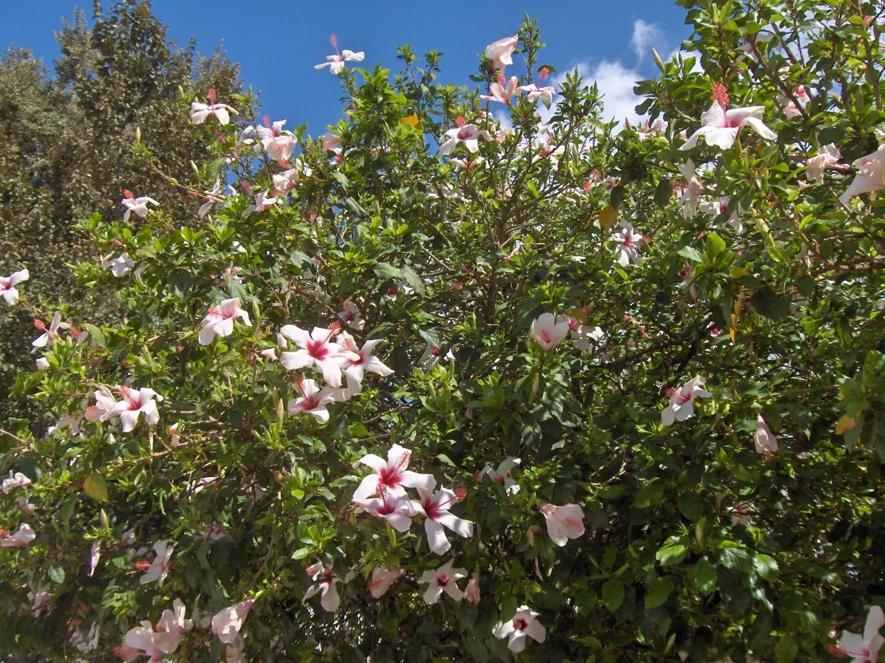 Fiji Hibiscus (Hibiscus Syriacus 'Minispot') — It thrives in full sun to partial shade, requiring at least 6 hours of direct sunlight to flourish