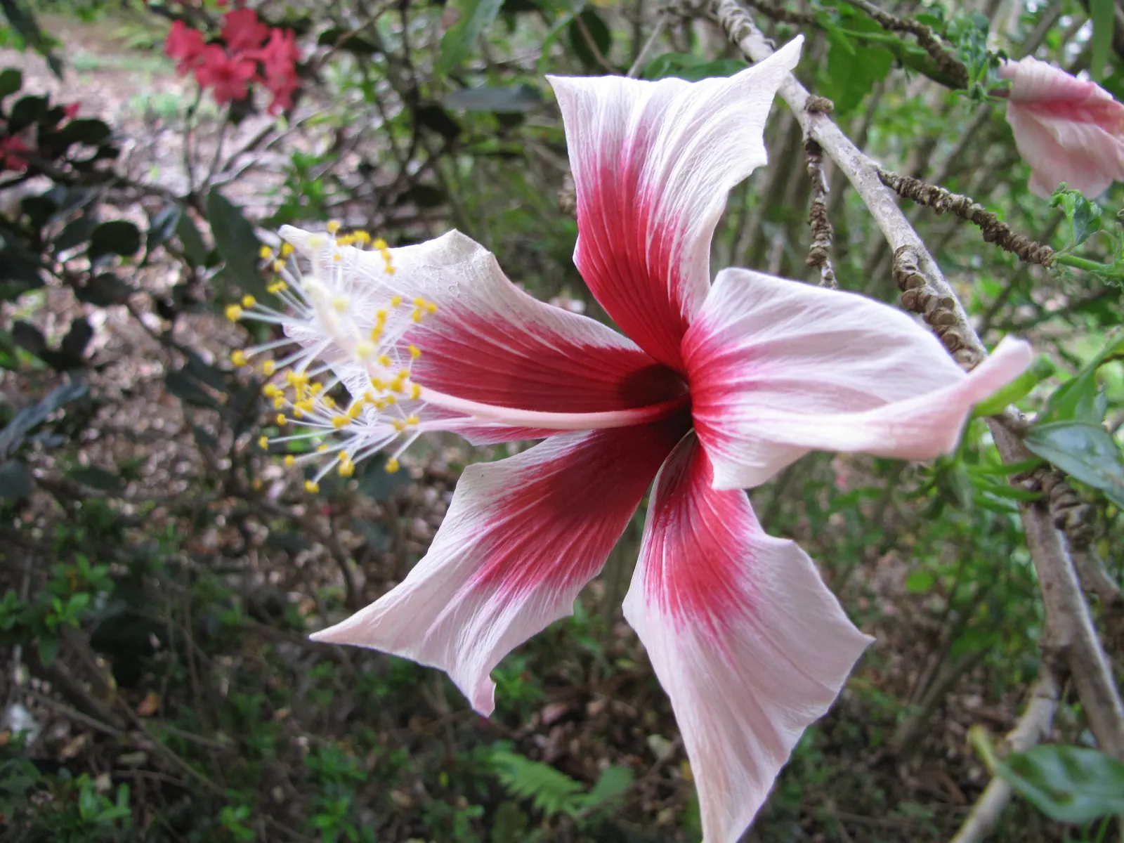 Fiji Hibiscus (Hibiscus Syriacus 'Minispot') — providing a vivid backdrop for the flowers