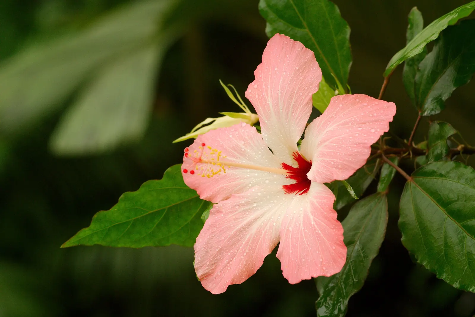 Fiji Hibiscus (Hibiscus Syriacus 'Minispot') — a charming cultivar within the diverse Hibiscus syriacus