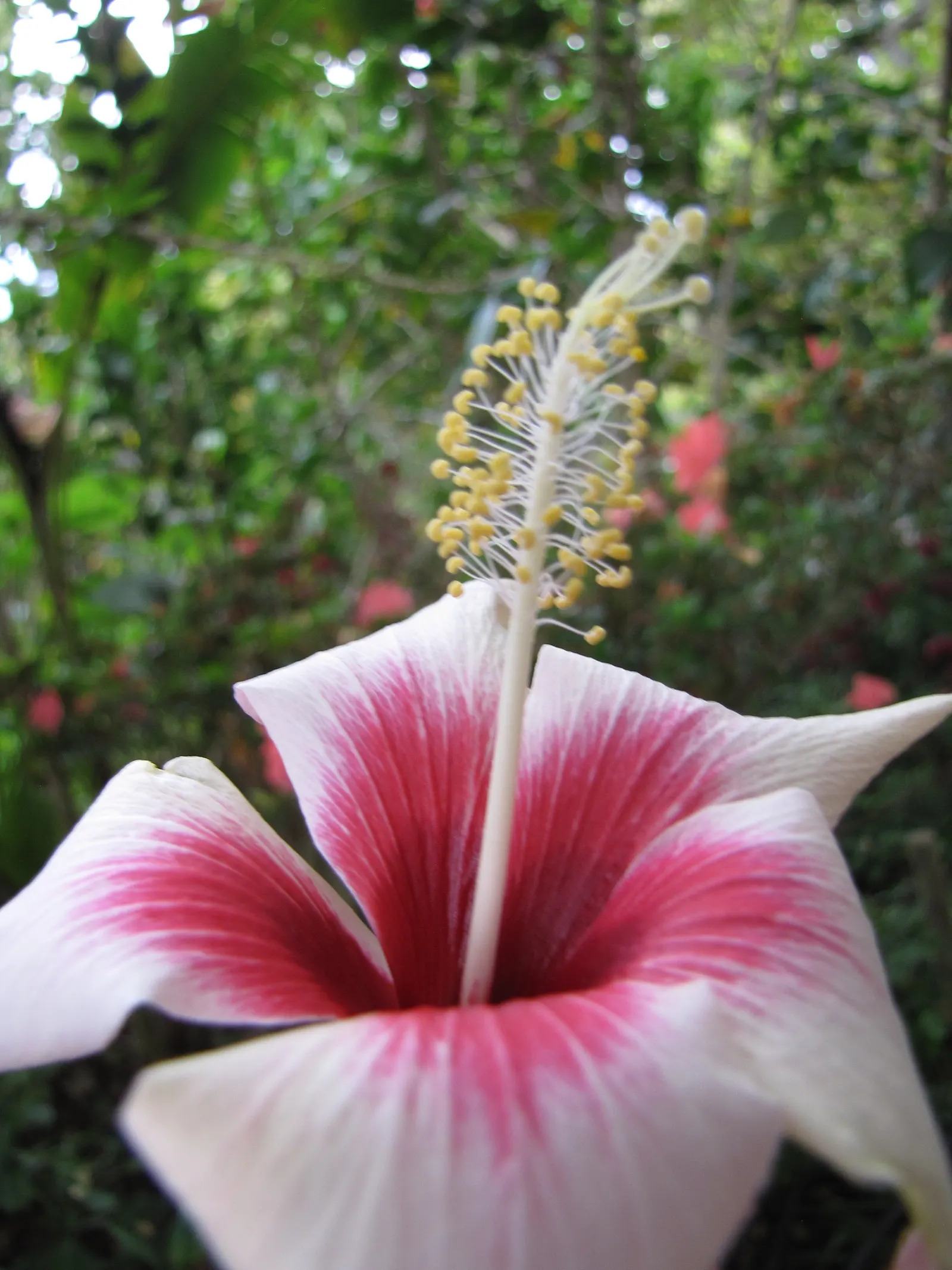 Fiji Hibiscus (Hibiscus Syriacus 'Minispot') — each around 2 to 3 inches in diameter