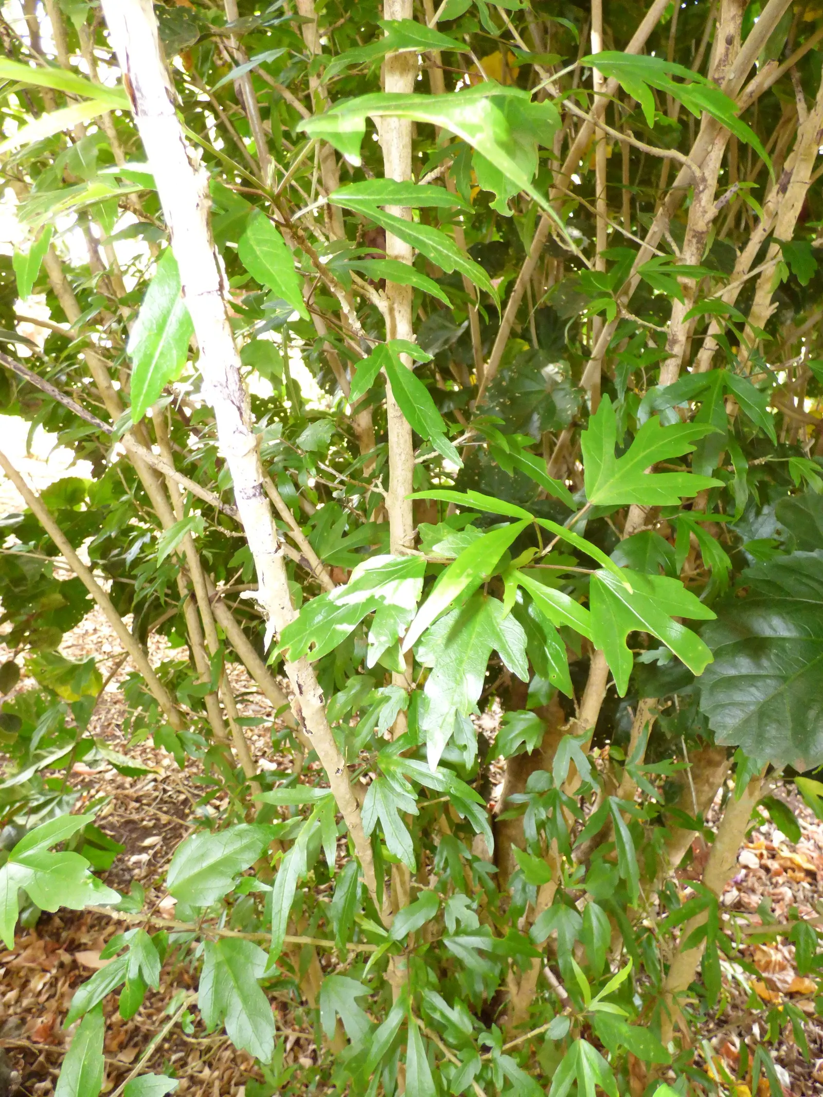Fiji Hibiscus (Hibiscus Syriacus 'Minispot') — annual pruning in late winter or early spring is recommended.<br><br>When informing clients