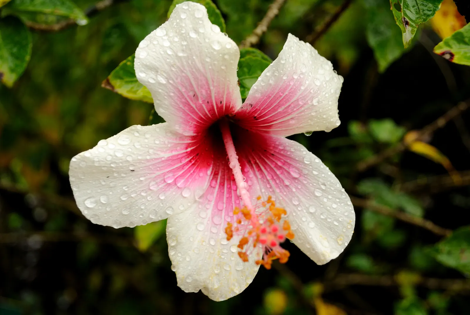 Fiji Hibiscus (Hibiscus Syriacus 'Minispot') — These mesmerizing flowers attract both butterflies and bees