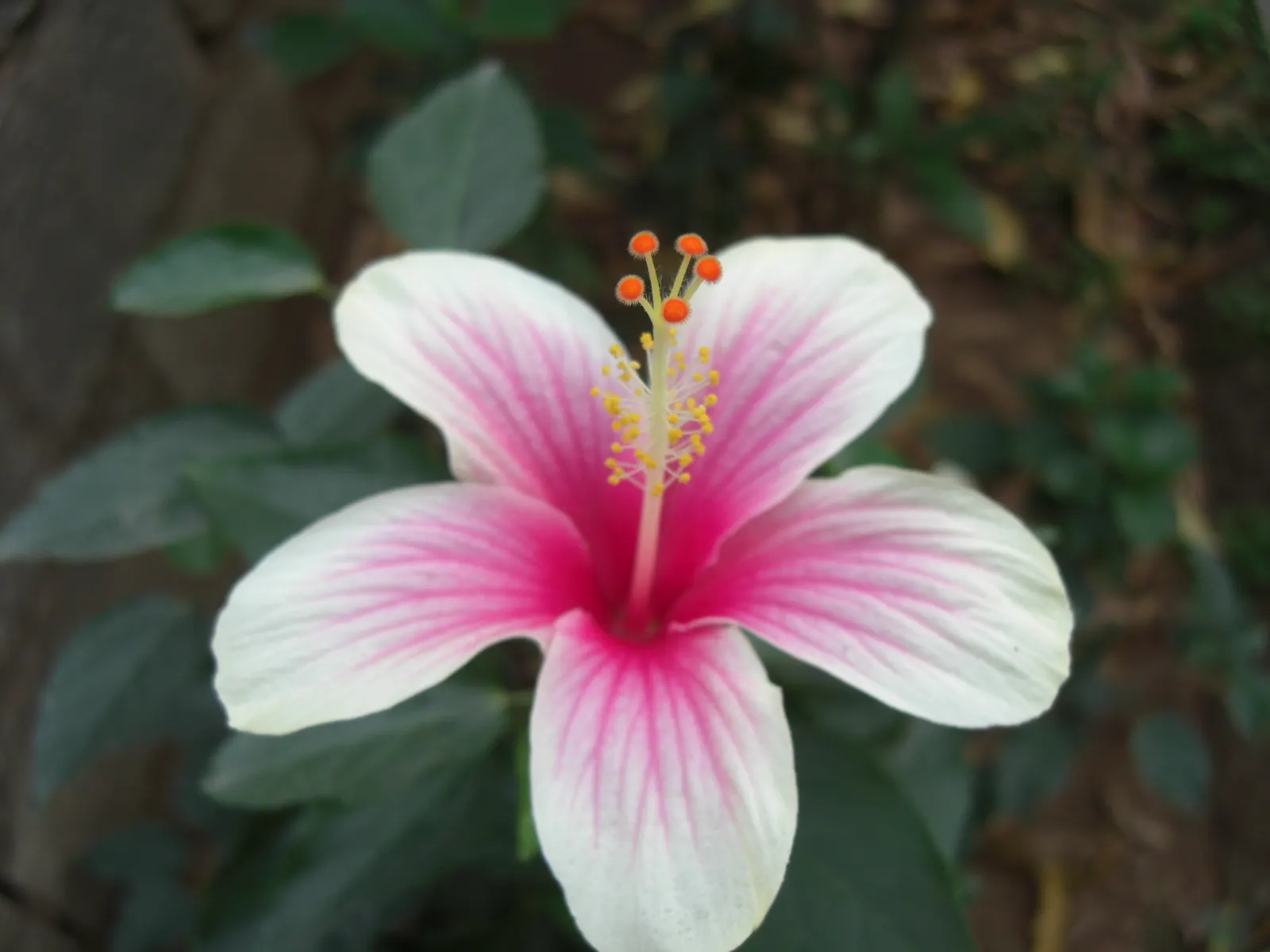 Fiji Hibiscus (Hibiscus Syriacus 'Minispot') — feature a striking contrast of deep pink-red throats with soft pink petals