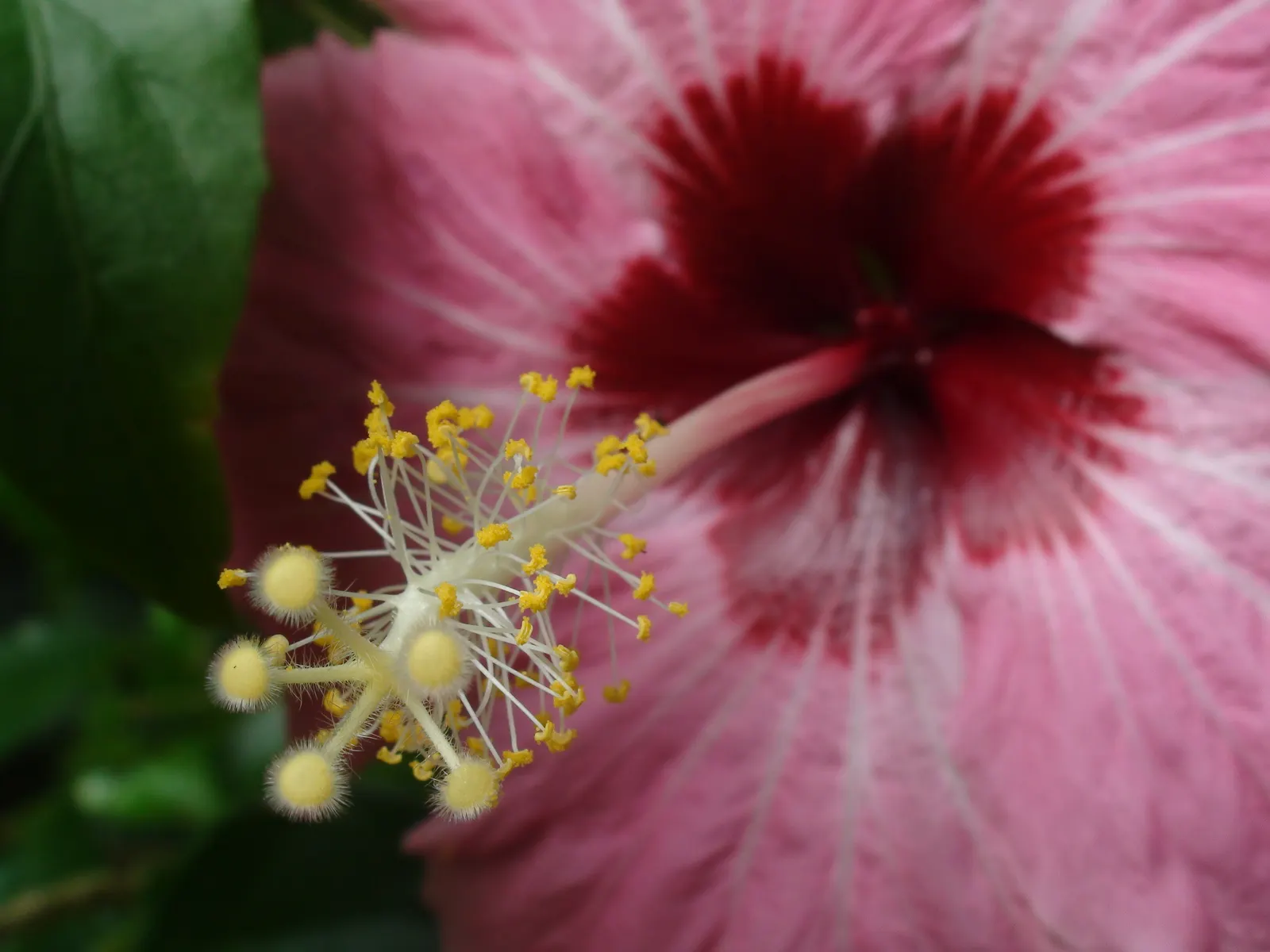 Fiji Hibiscus (Hibiscus Syriacus 'Minispot') — emerge with a lush green hue