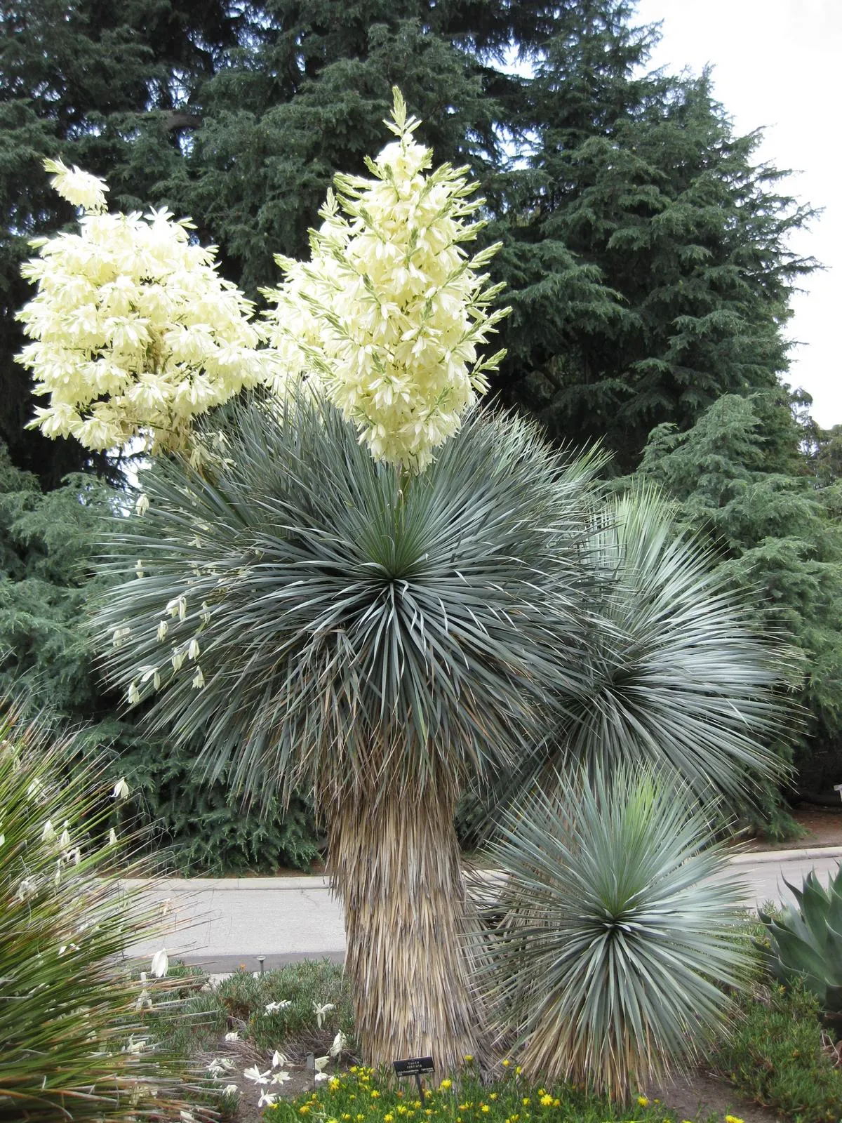 Big Bend Yucca (Yucca Rostrata) — white flowers in the garden; while its stunning white blooms on a tall spike add allure in late spring to early summer