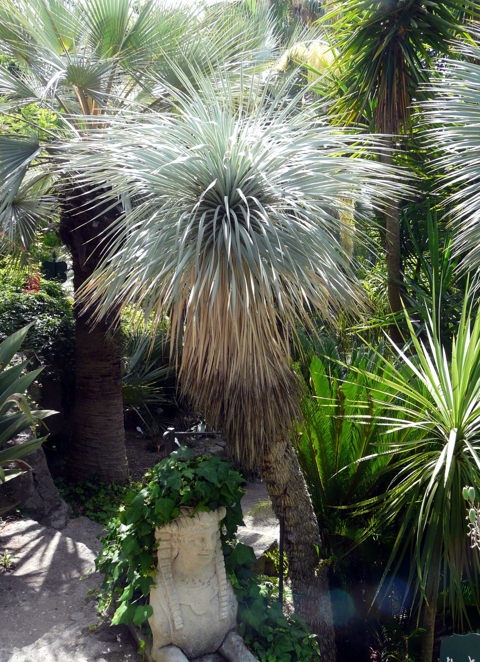 Big Bend Yucca (Yucca Rostrata) — Once established, it is highly drought-tolerant, demanding minimal water and maintenance; symmetrical crown atop a thick