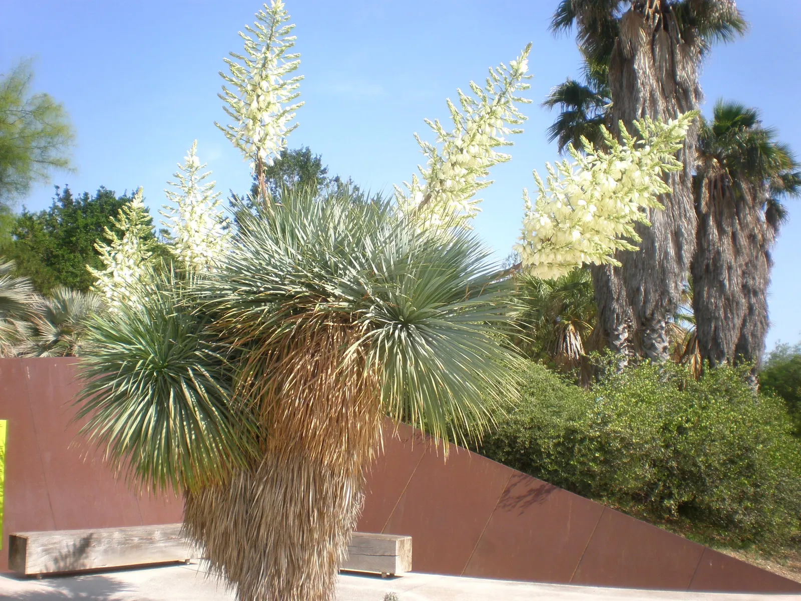 Big Bend Yucca (Yucca Rostrata) — and can measure about 2 feet in length