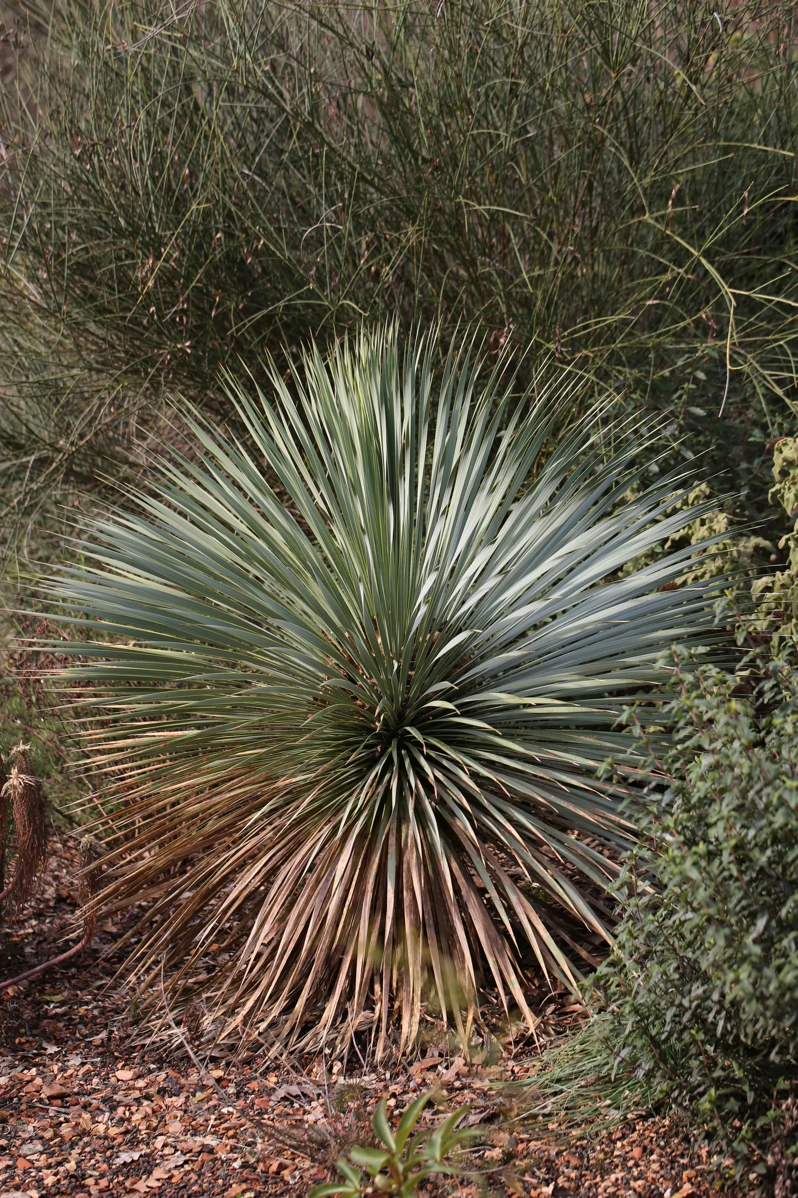 Big Bend Yucca (Yucca Rostrata) — shrub / tree for full or half