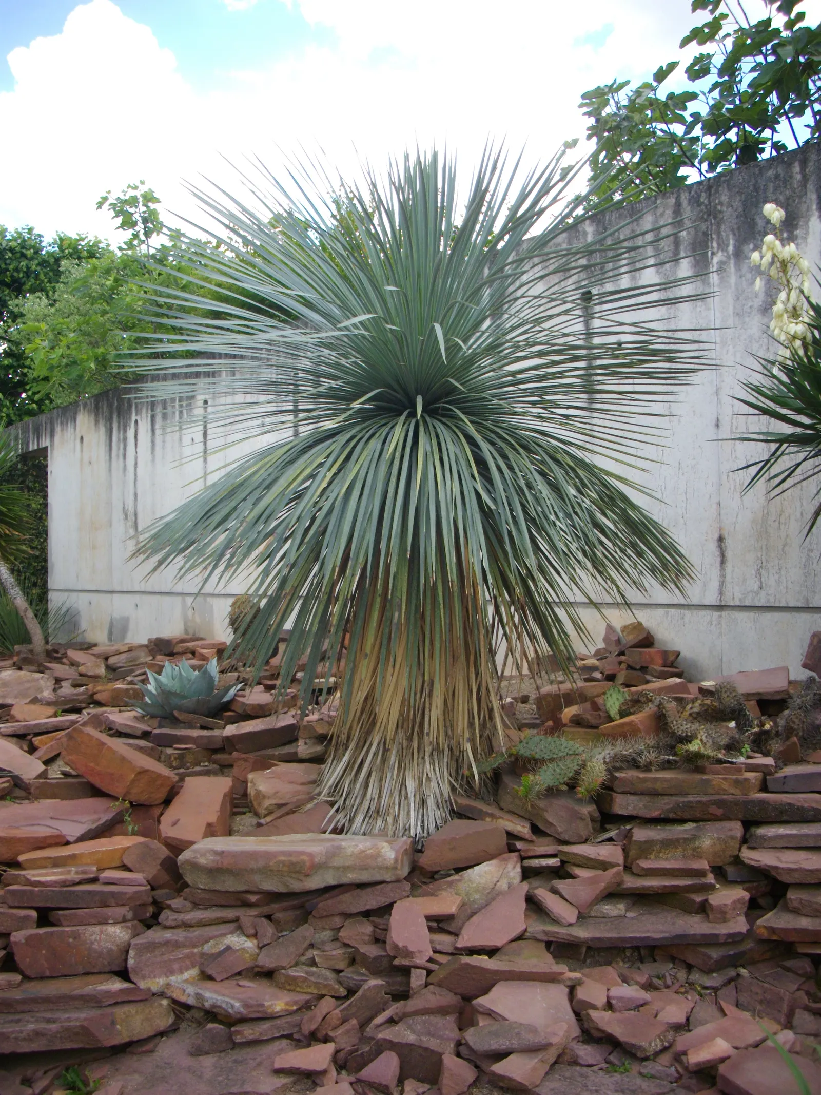 Big Bend Yucca (Yucca Rostrata) — with a spread of 4 to 6 feet; this plant's hardiness makes it suitable for USDA zones 5 through 11, image 51