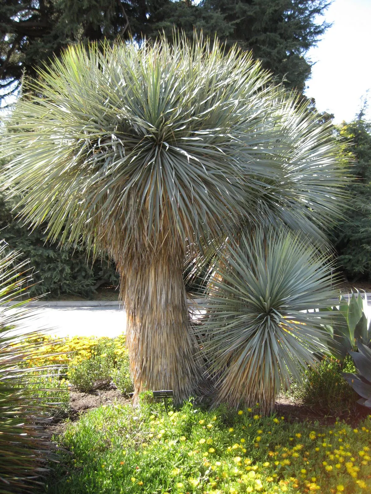 Big Bend Yucca (Yucca Rostrata) — This slow-growing evergreen can reach up to 12 to 15 feet in height; symmetrical crown atop a thick, image 50