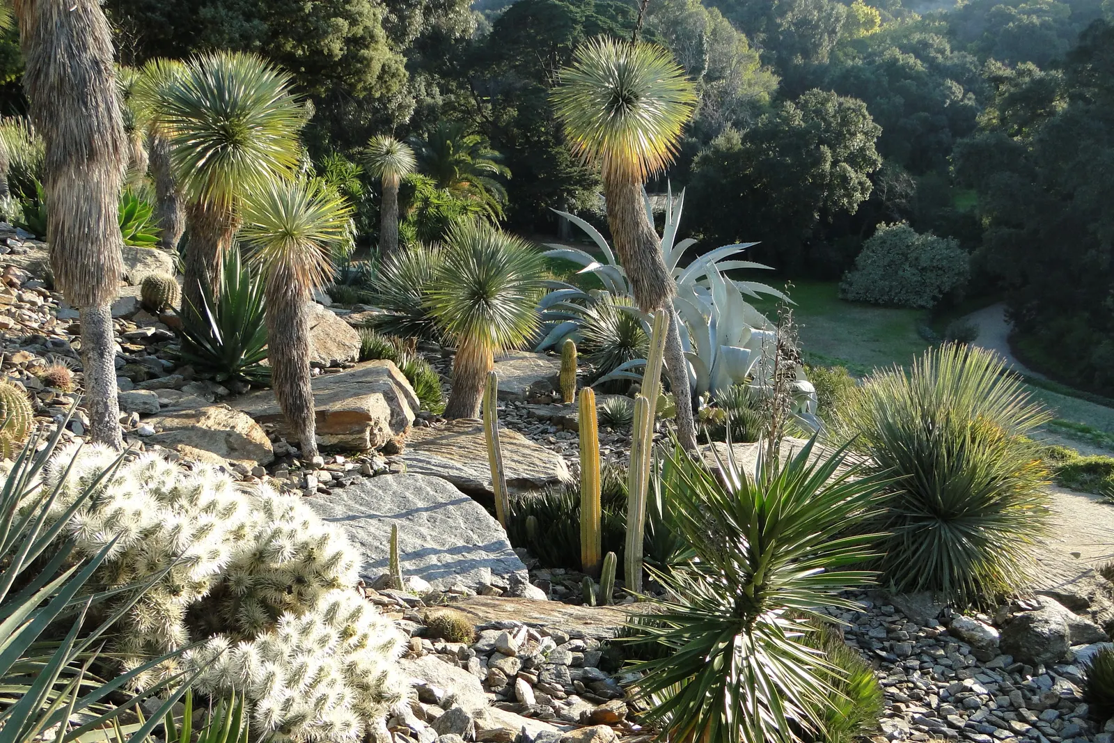 Big Bend Yucca (Yucca Rostrata) — is a striking specimen with a stout stem that can reach up to 12 feet tall and a crown of slender; while its, image 43