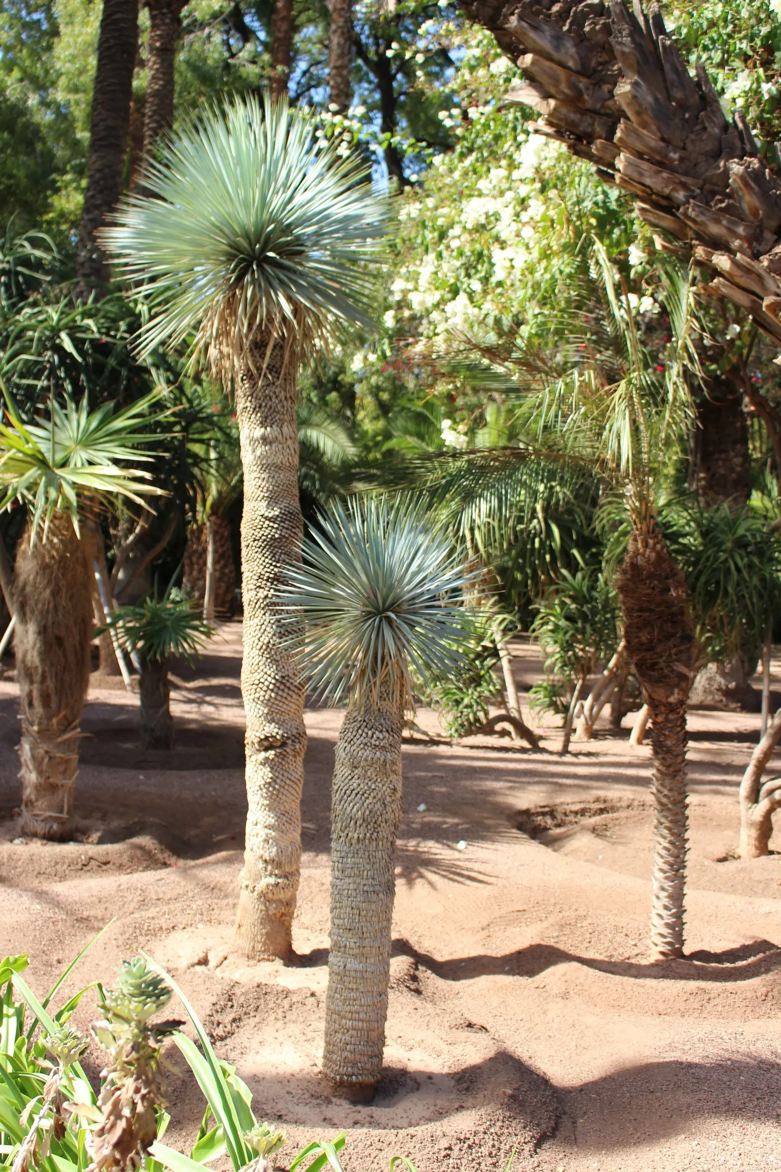 Big Bend Yucca (Yucca Rostrata) — is a striking specimen with a stout stem that can reach up to 12 feet tall and a crown of slender
