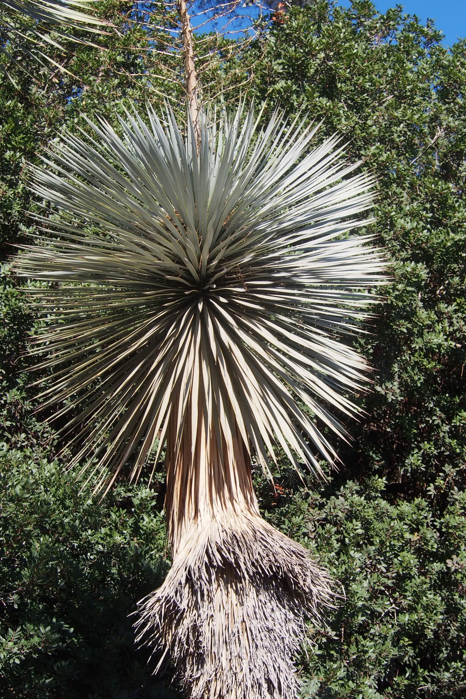 Big Bend Yucca (Yucca Rostrata) — This plant's hardiness makes it suitable for USDA zones 5 through 11