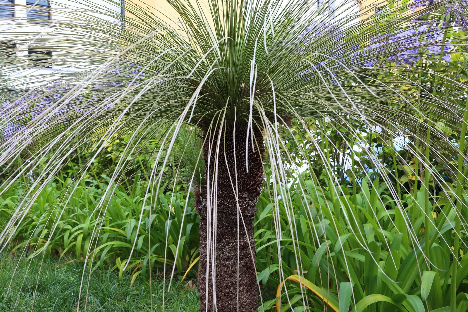 Big Bend Yucca (Yucca Rostrata) — it requires well-drained soil and full sun exposure to thrive; while its stunning white blooms on a tall spike add allure in