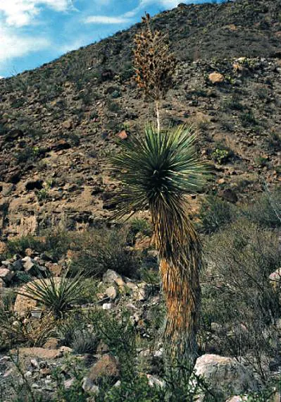 Big Bend Yucca (Yucca Rostrata) — Ideal for water-efficient landscapes due to its drought tolerance