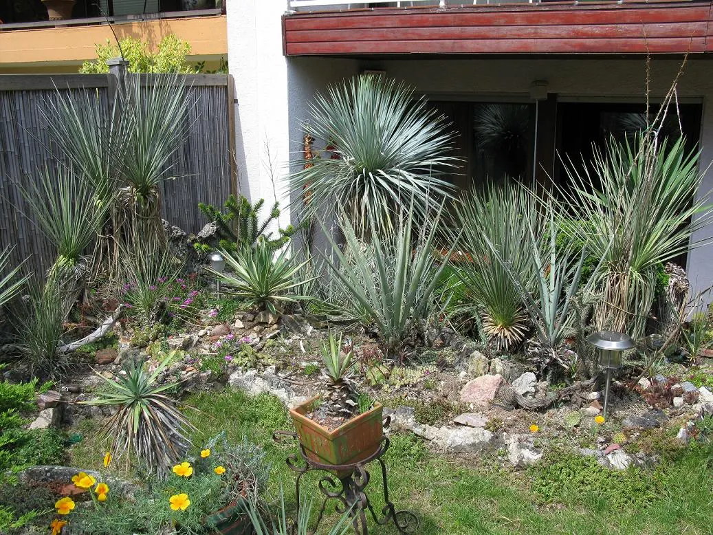 Big Bend Yucca (Yucca Rostrata) — ideal for xeriscape gardens and accentuating modern landscapes; while its stunning white blooms on a tall spike, image 49