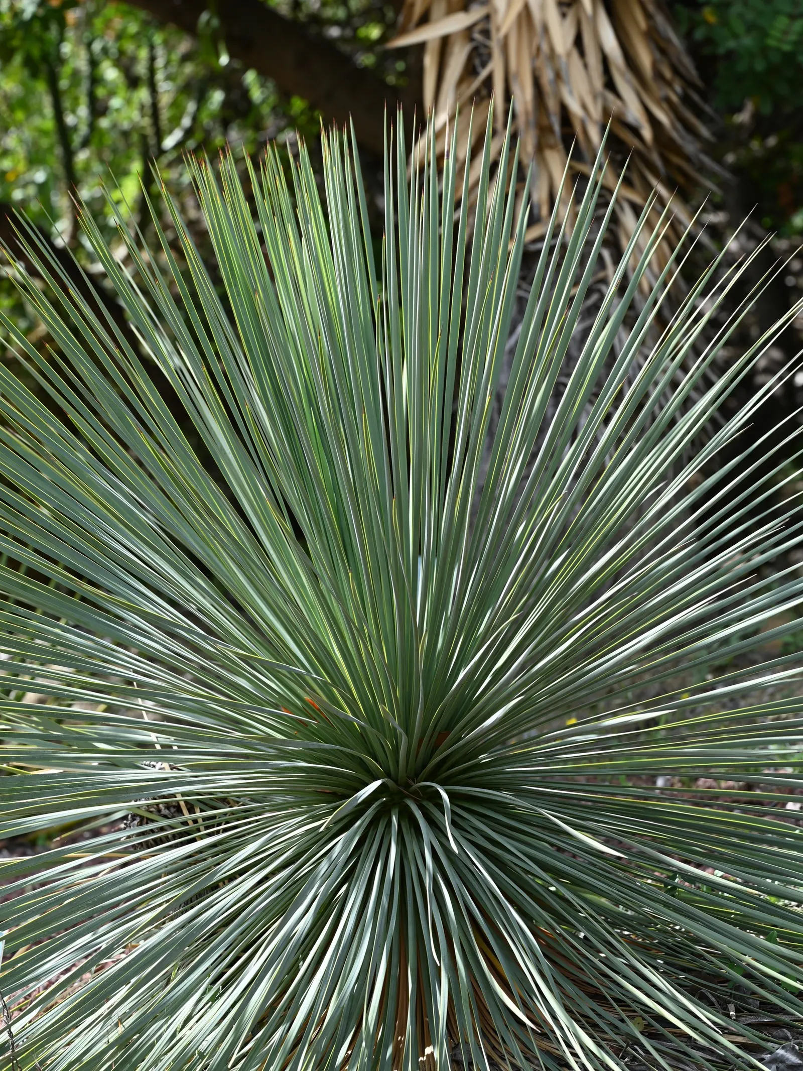 Big Bend Yucca (Yucca Rostrata) — symmetrical crown atop a thick