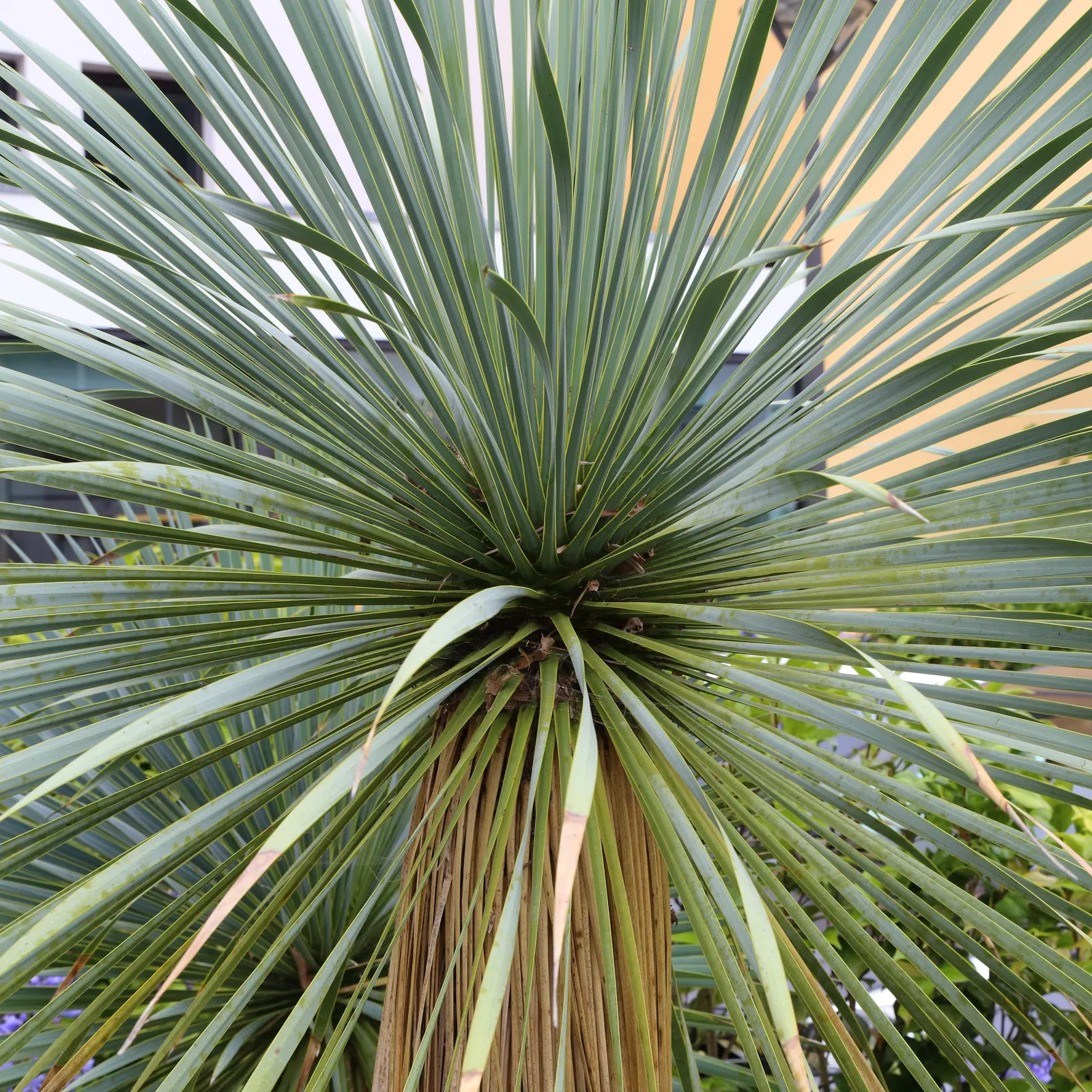 Big Bend Yucca (Yucca Rostrata) — Once established, it is highly drought-tolerant, demanding minimal water and maintenance