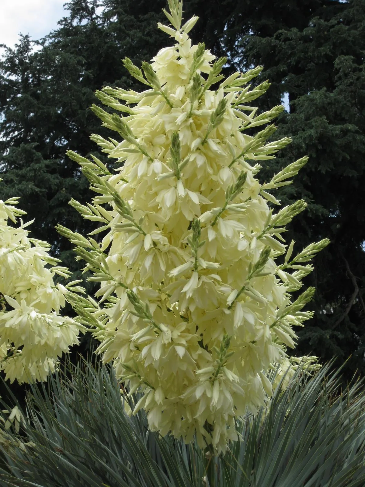 Big Bend Yucca (Yucca Rostrata) — is a visually striking and resilient plant; this plant's hardiness makes it suitable for USDA zones 5 through 11, image 48