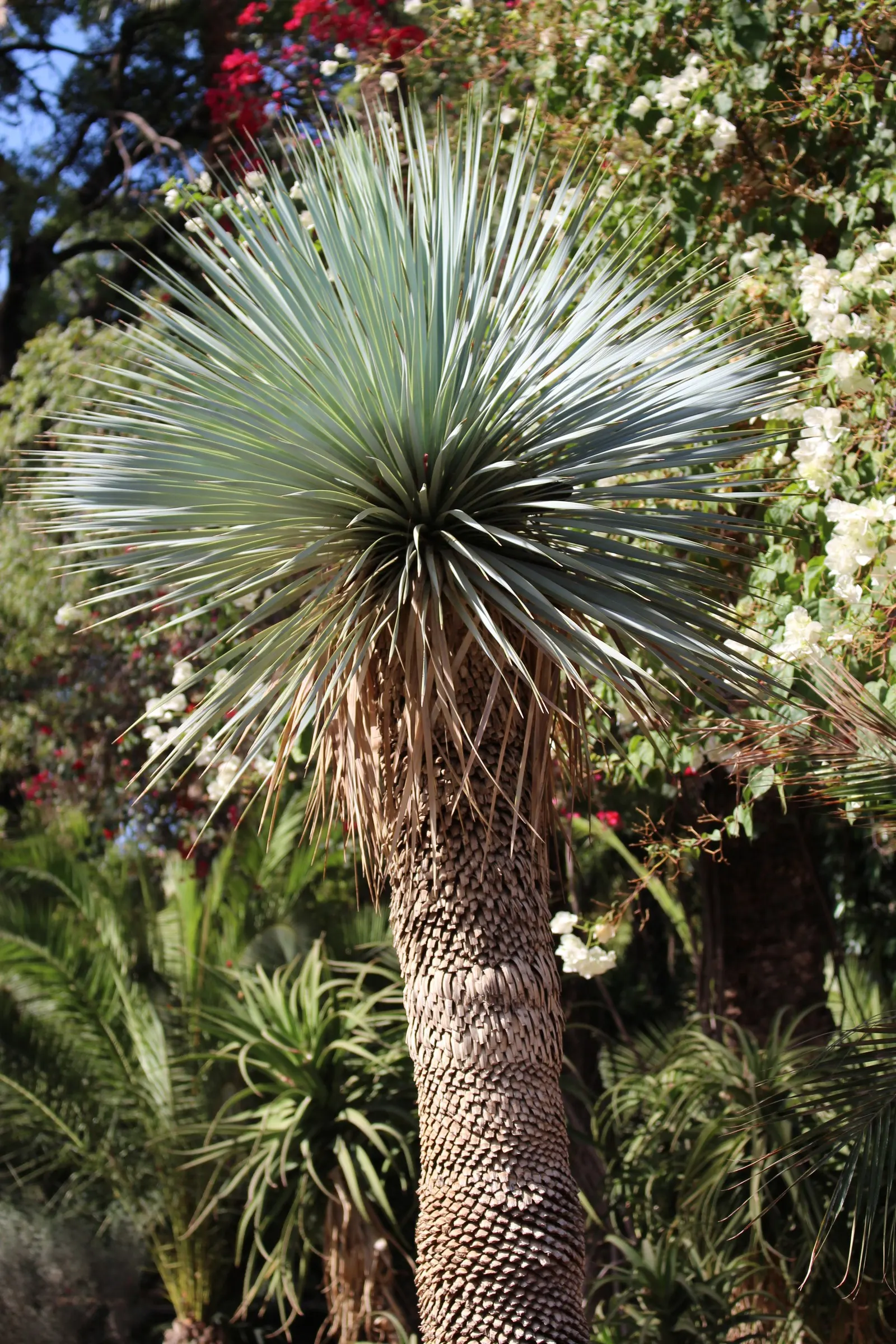 Big Bend Yucca (Yucca Rostrata) — This slow-growing evergreen can reach up to 12 to 15 feet in height