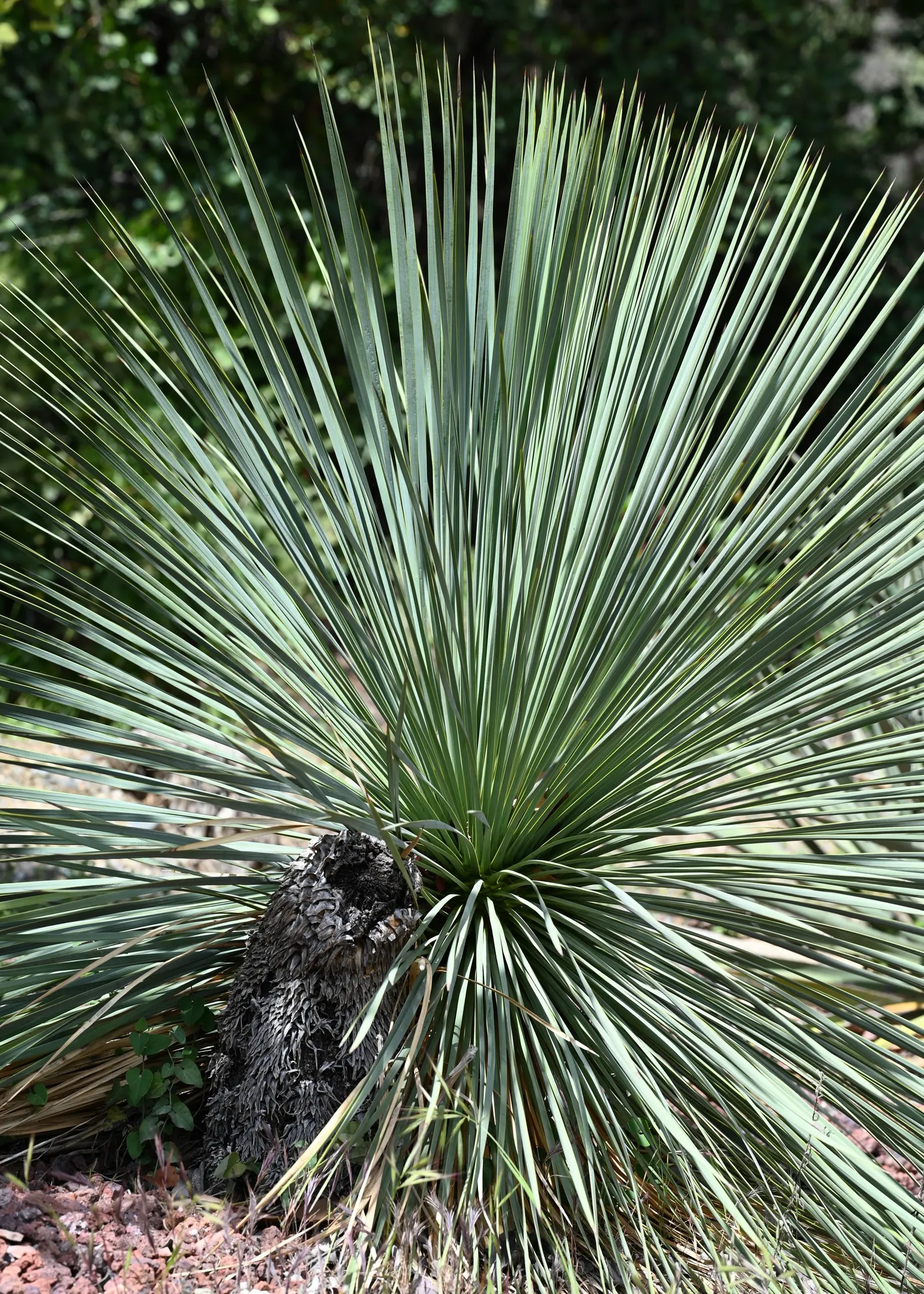Big Bend Yucca (Yucca Rostrata) — it requires well-drained soil and full sun exposure to thrive