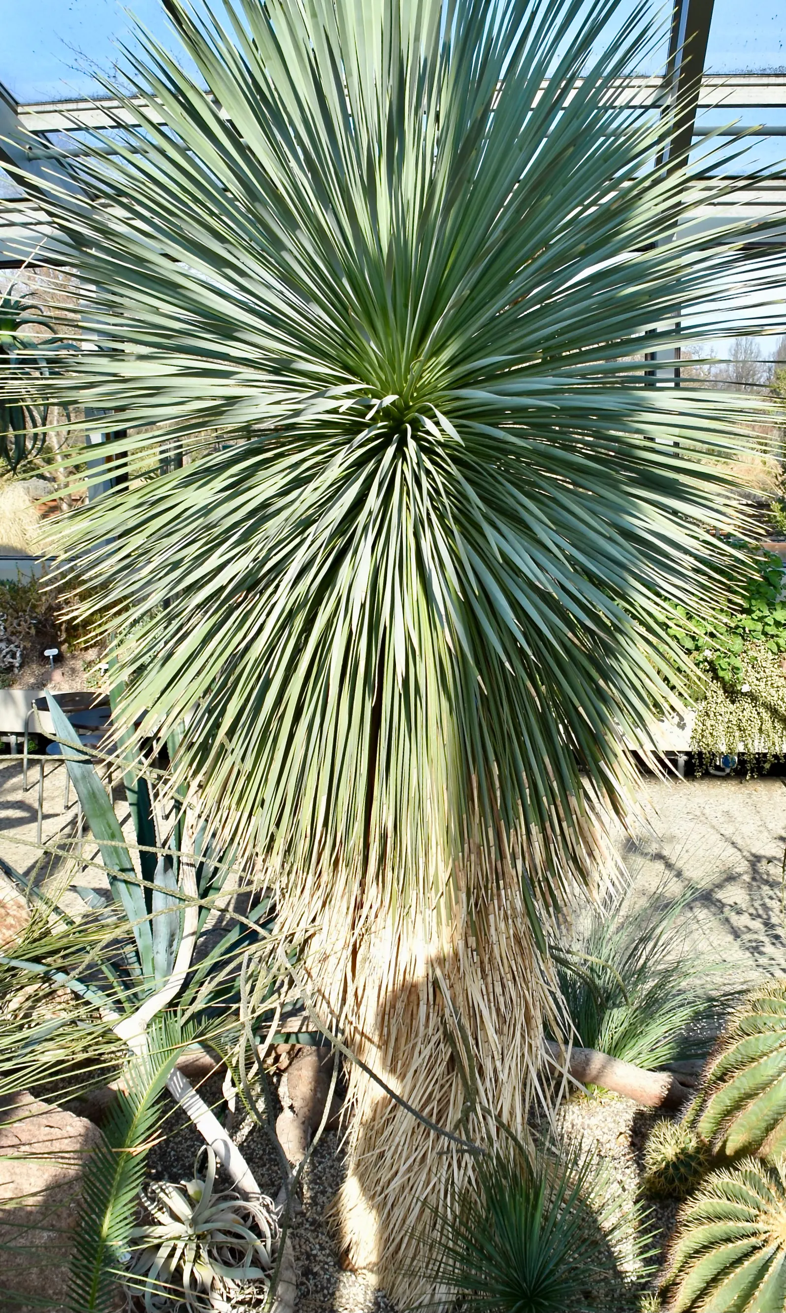 Big Bend Yucca (Yucca Rostrata) — Yucca rostrata produces towering flower spikes that can rise several feet above the foliage