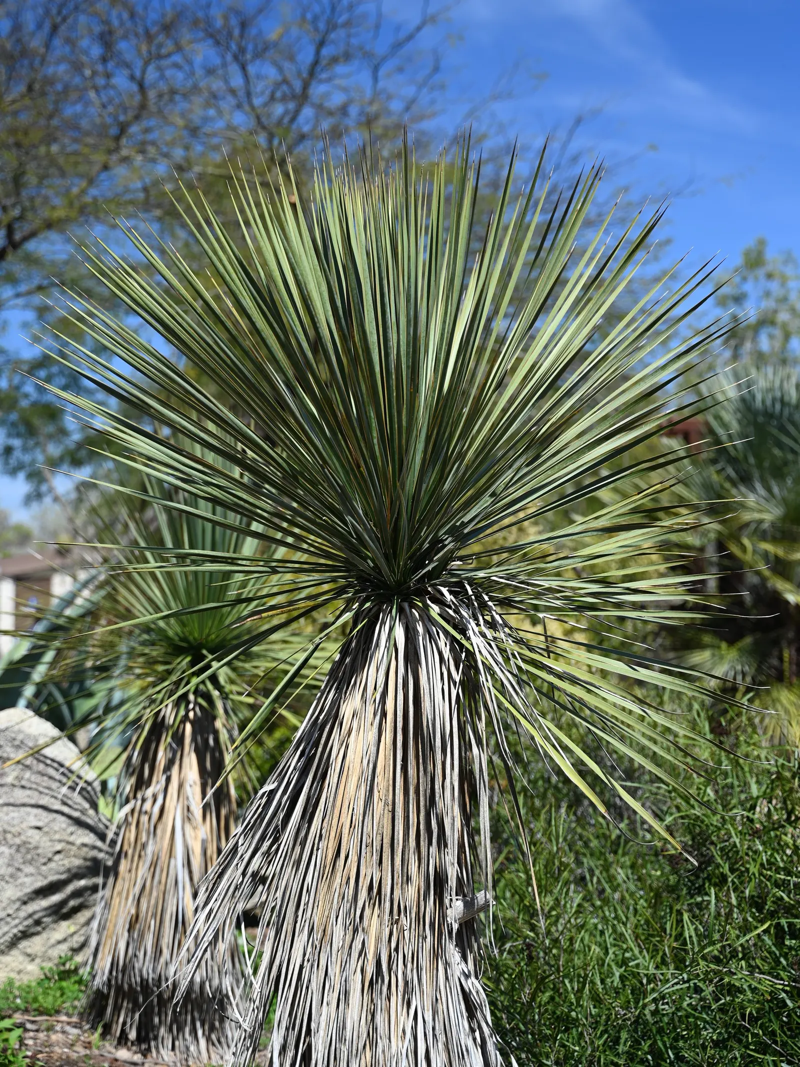 Big Bend Yucca (Yucca Rostrata) — This plant's hardiness makes it suitable for USDA zones 5 through 11, image 39